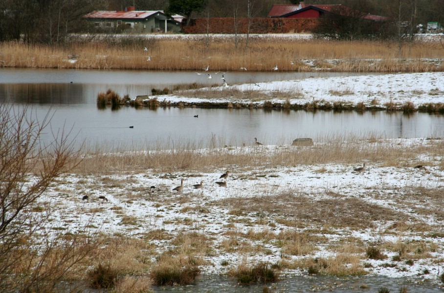 Pøleå Fugle ved Strødam