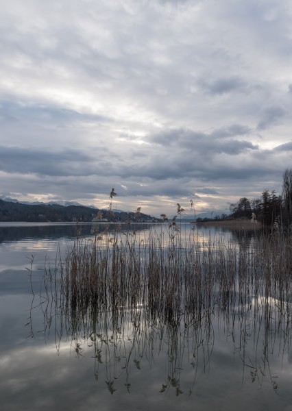 Poertschach Halbinselpromenade Schilfrohr 15032016 0959