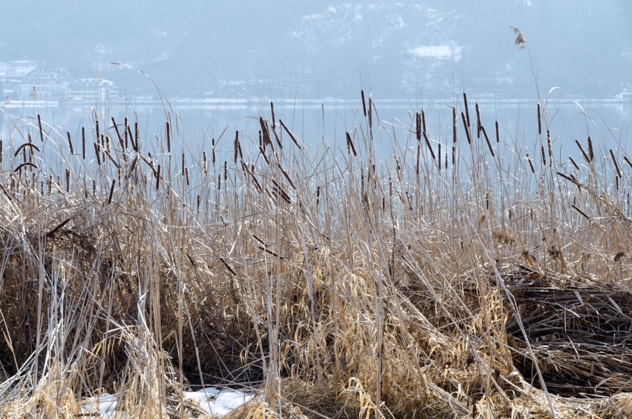 Poertschach Halbinselpromenade Typha angustifolia 23022015 4912