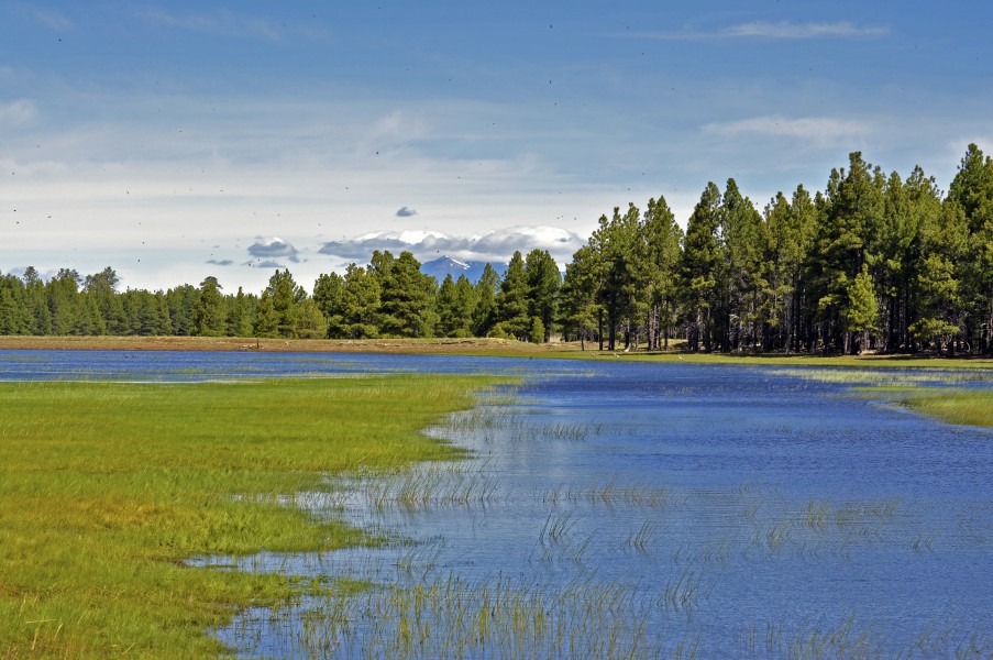 San Francisco Peaks from FR 125 (5734330392)