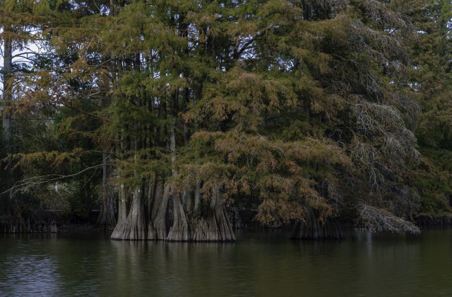 Stumpy Lake stumps 1 LR