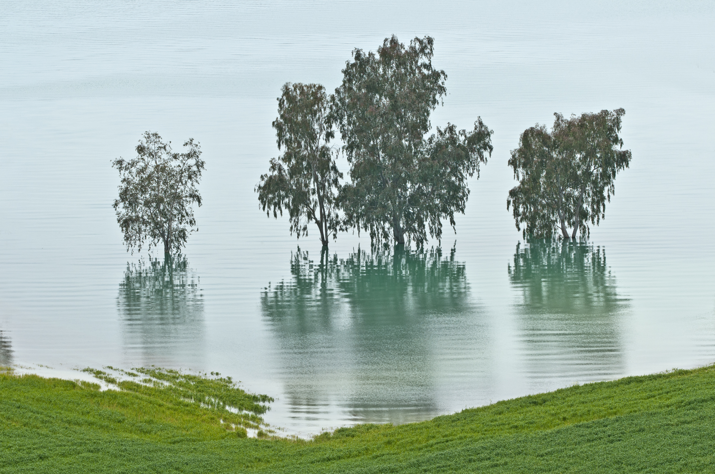 Seyhan Baraj Gölünde Ökaliptus Ağaçları