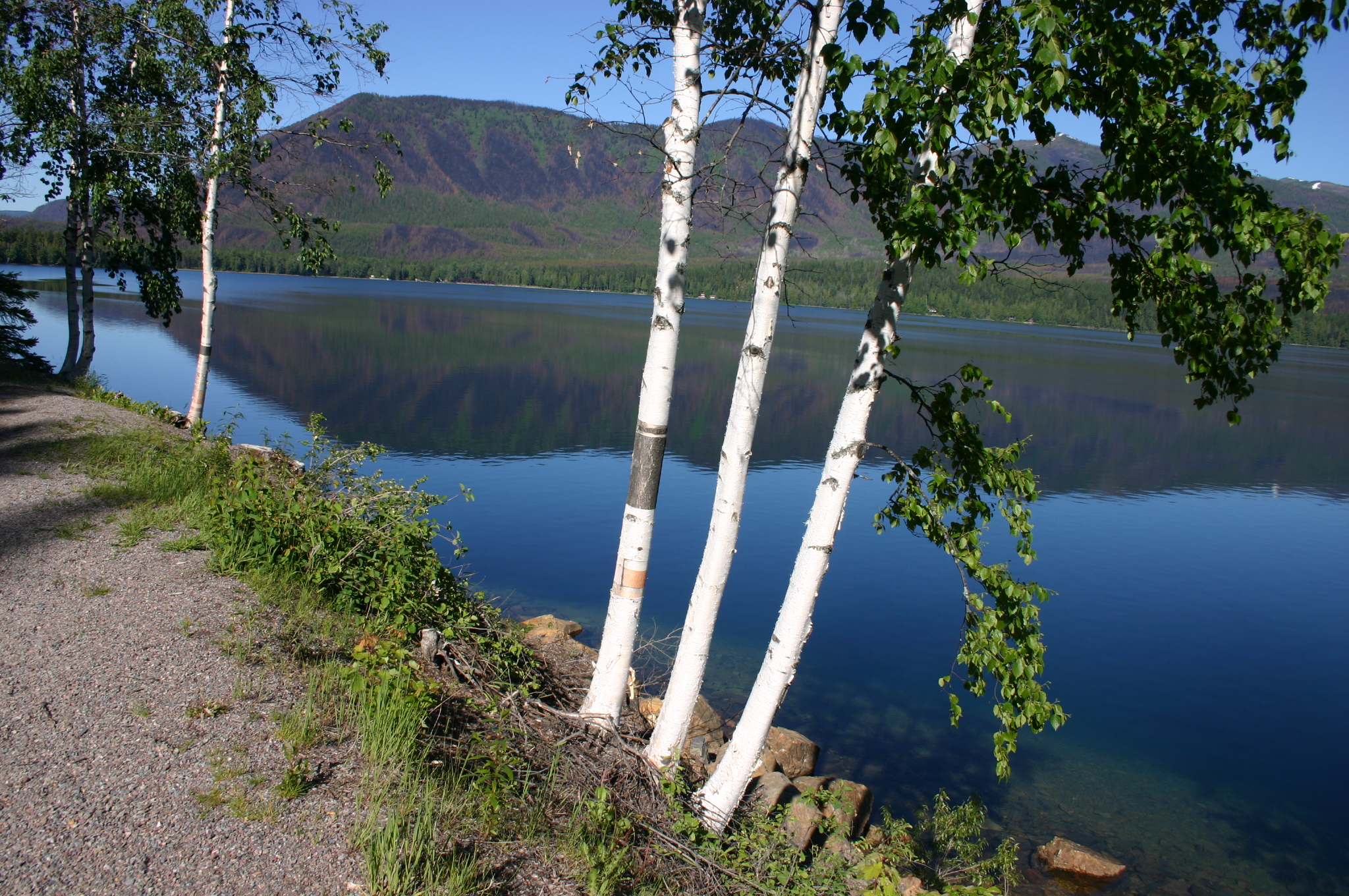 Three Betula papyrifera by McDonald Lake