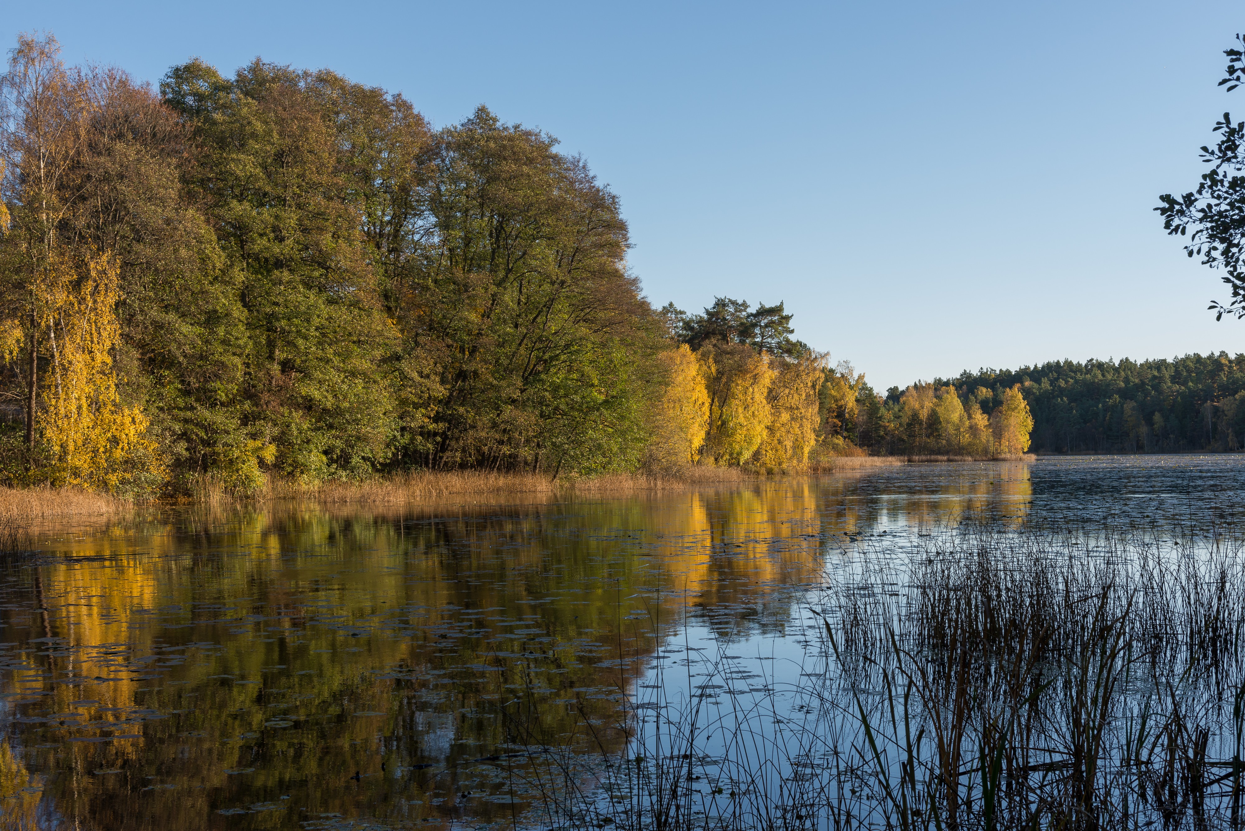 Dammtorpssjön October 2013 04