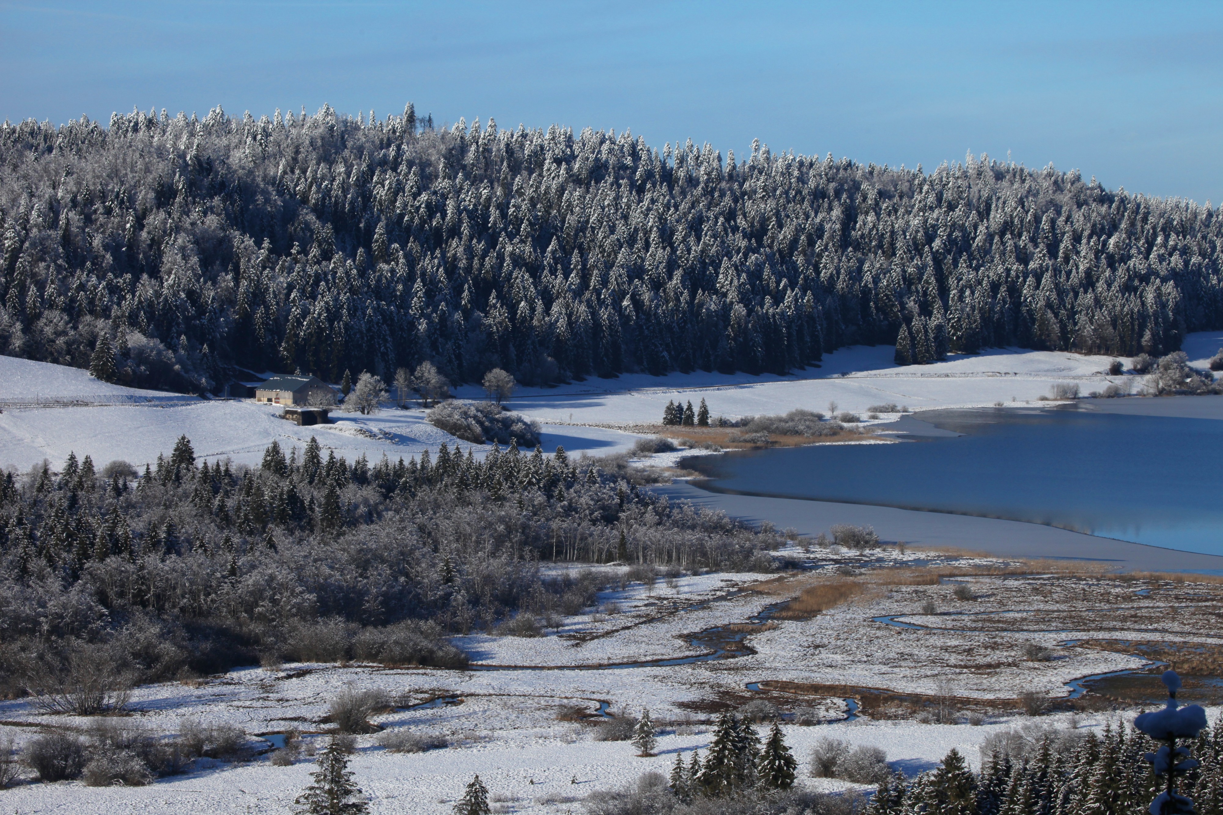 Forêt de la Grand'Côte enneigée