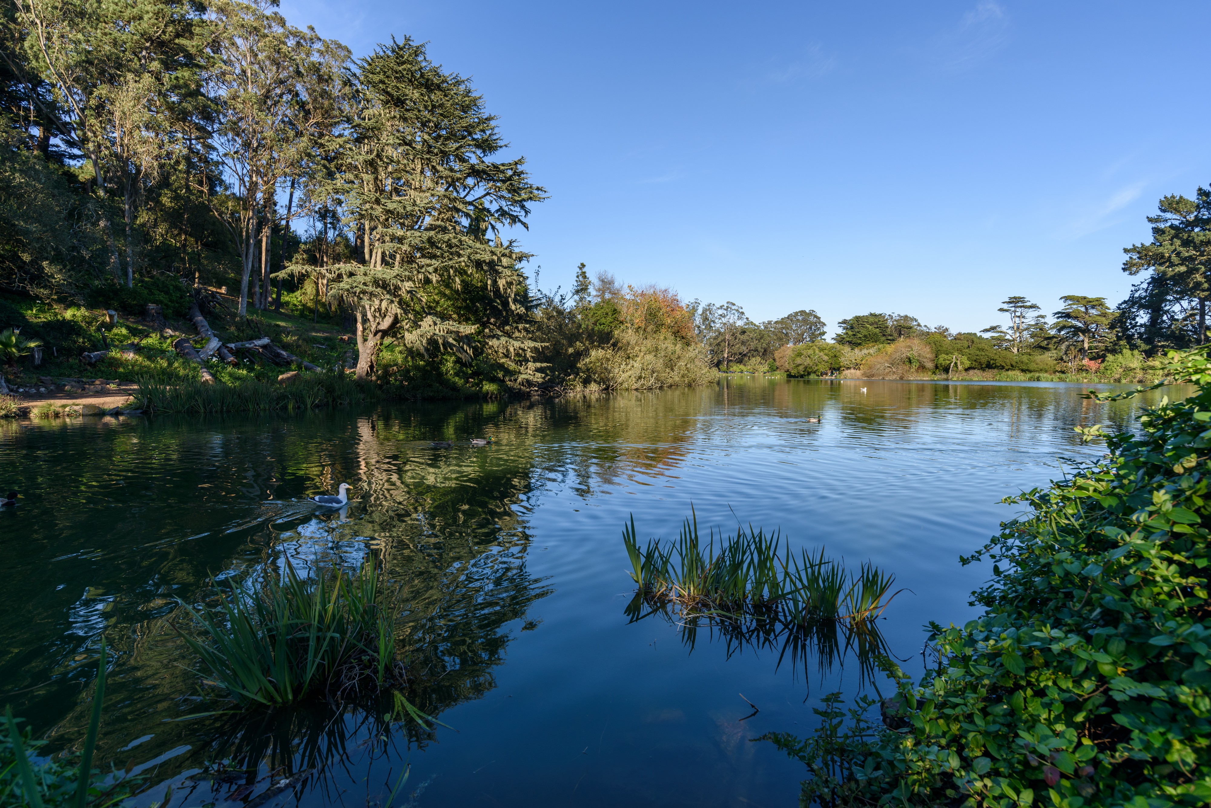 Golden Gate Park San Francisco December 2016 005