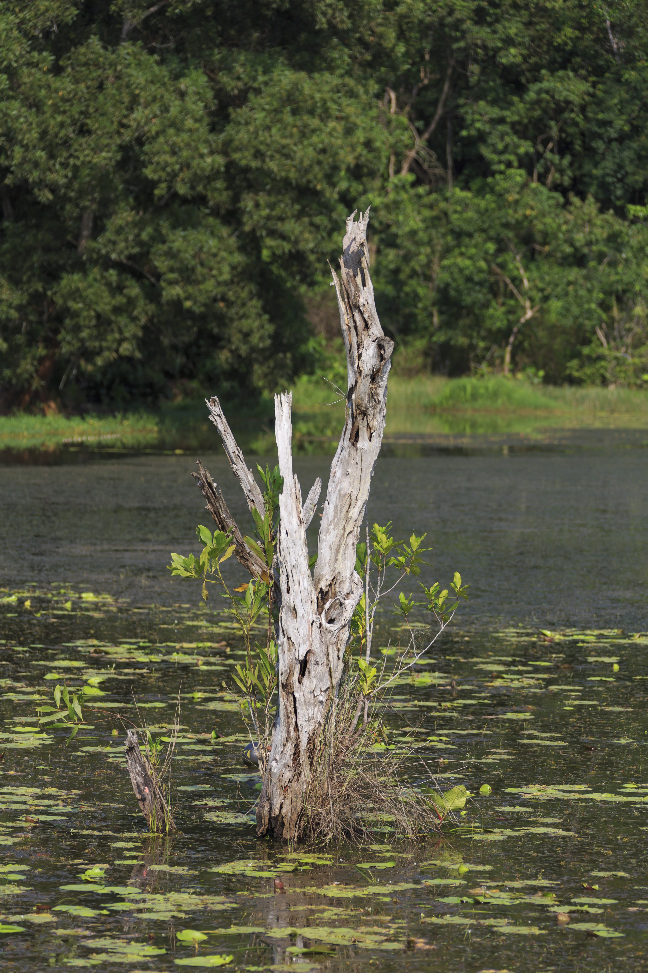 Kota-Belud Sabah Small-lake-along-Federal-Route-1-02