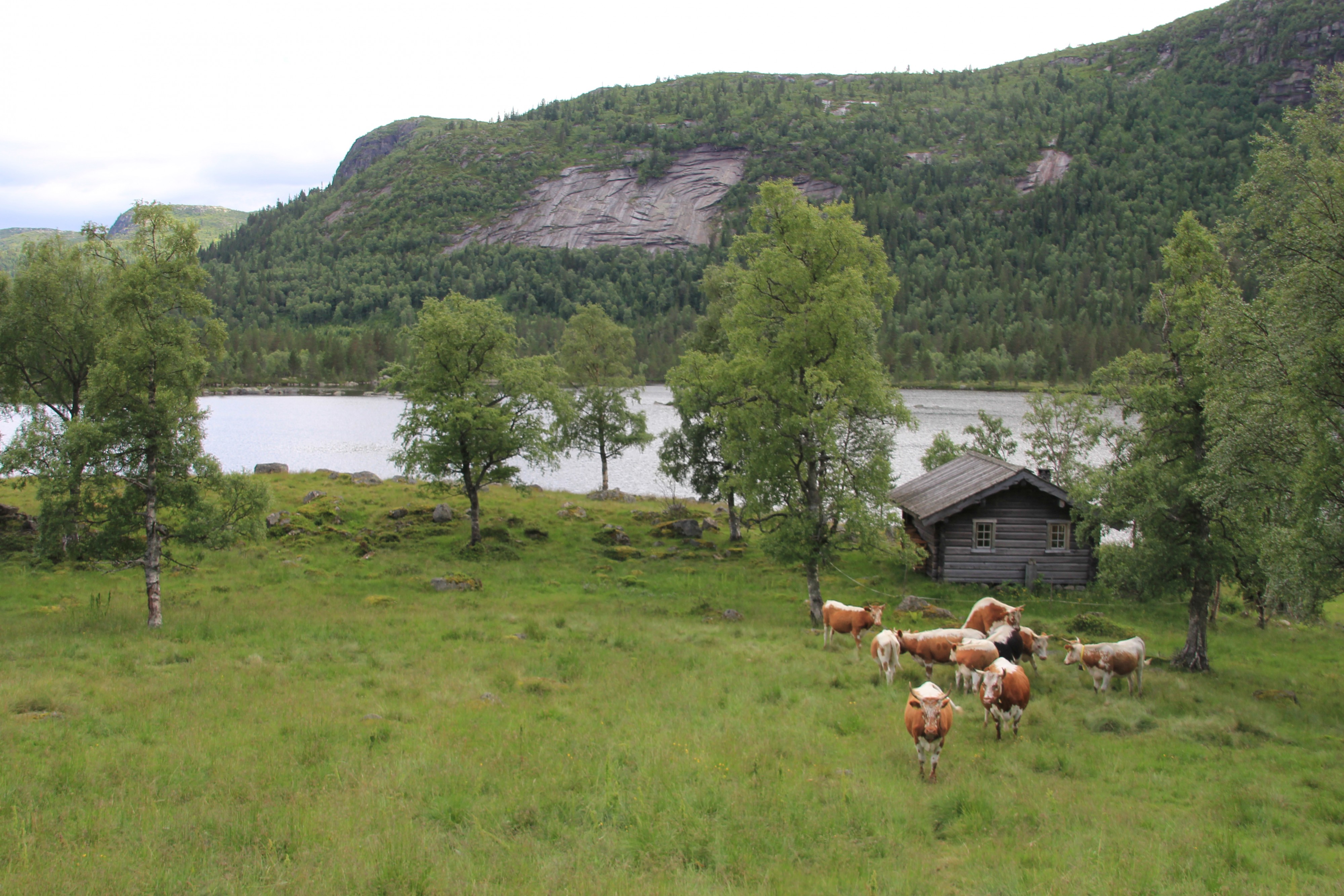 Kvipt beitemark 14.07.2012 16-33-17