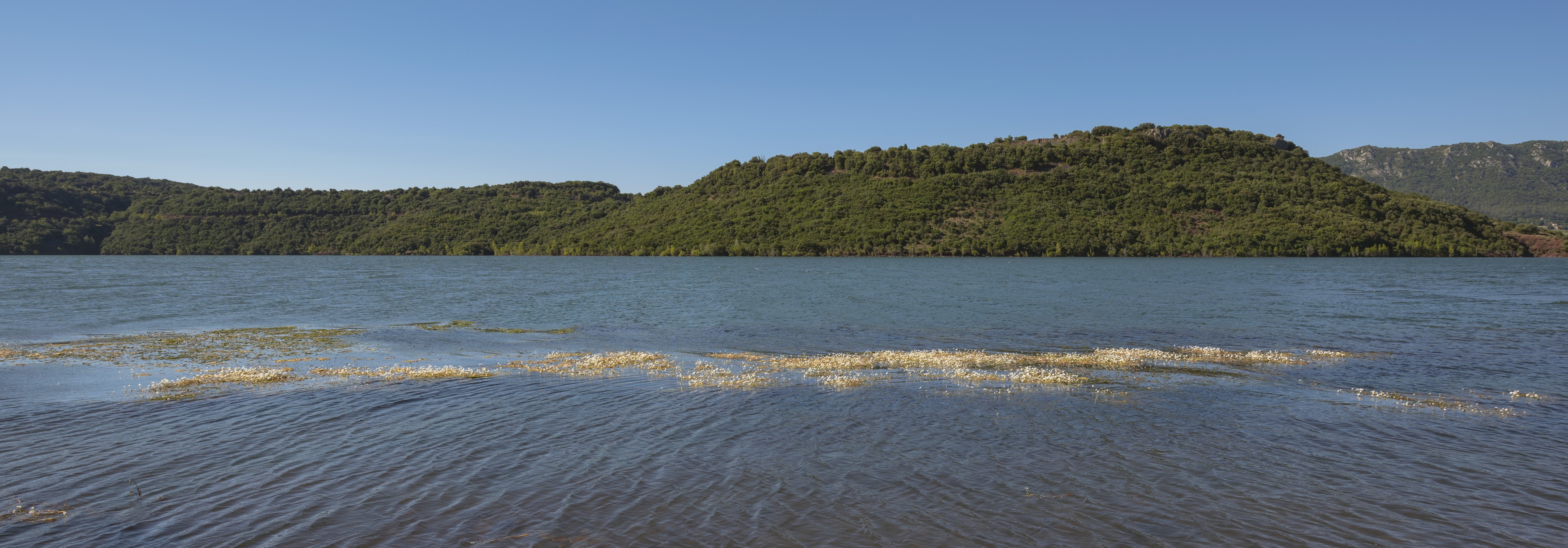 Lagarosiphon major flowers on Salagou Lake cf01
