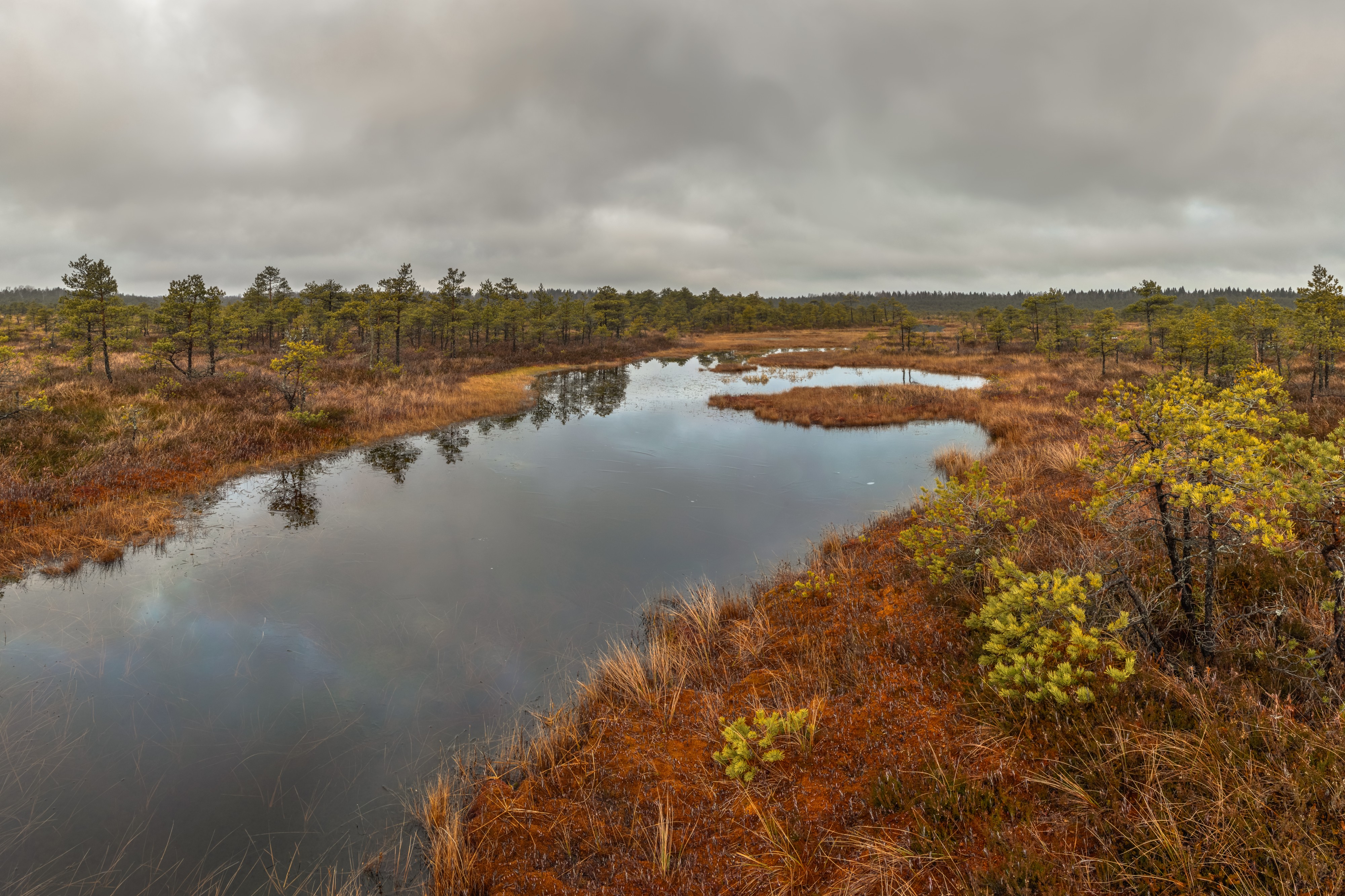 Männikjärve raba laugas