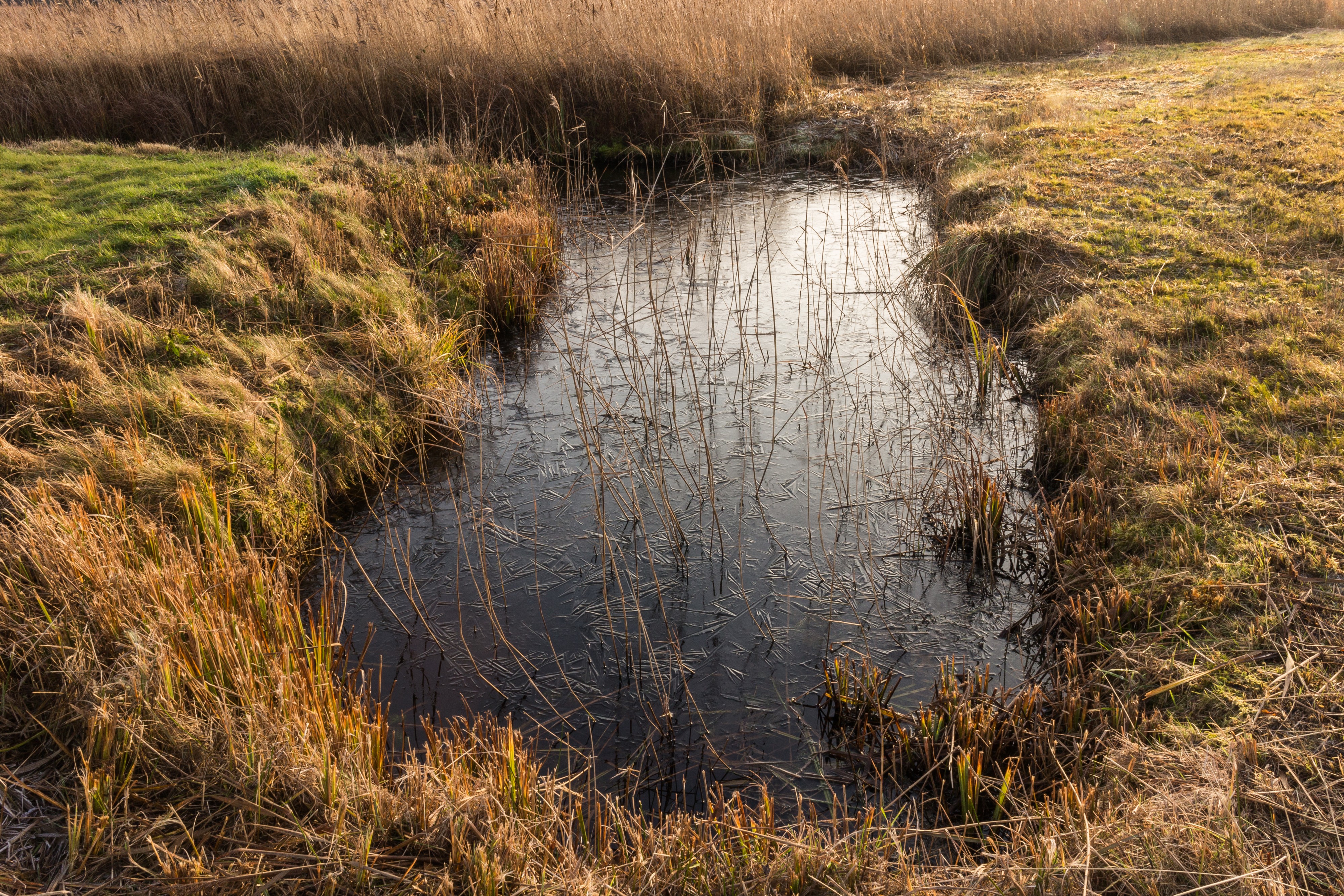 Nationaal Park Weerribben-Wieden. Bevroren poel in zompig biotoop 03
