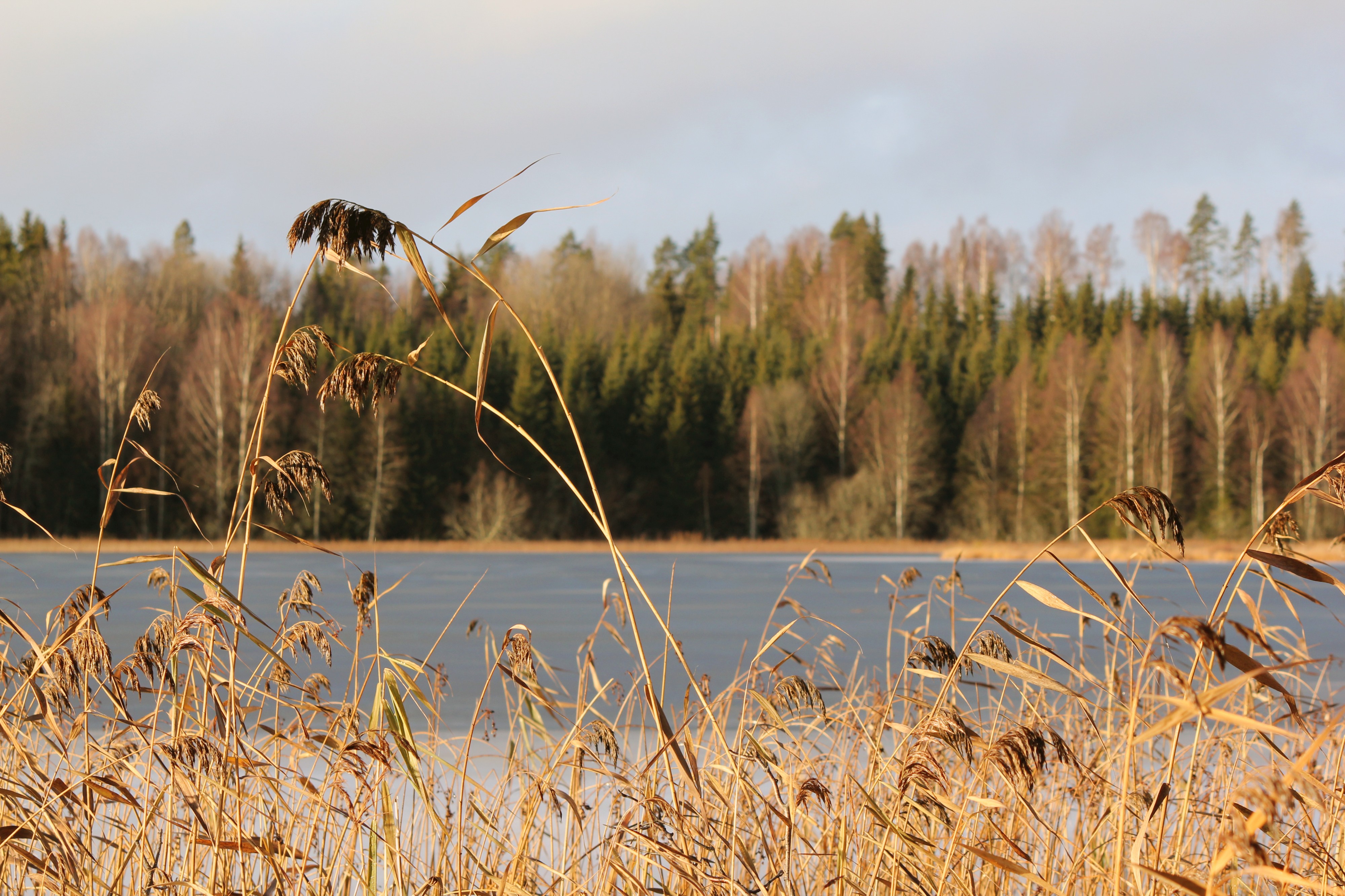 Phragmites australis Vikmanshyttesjön