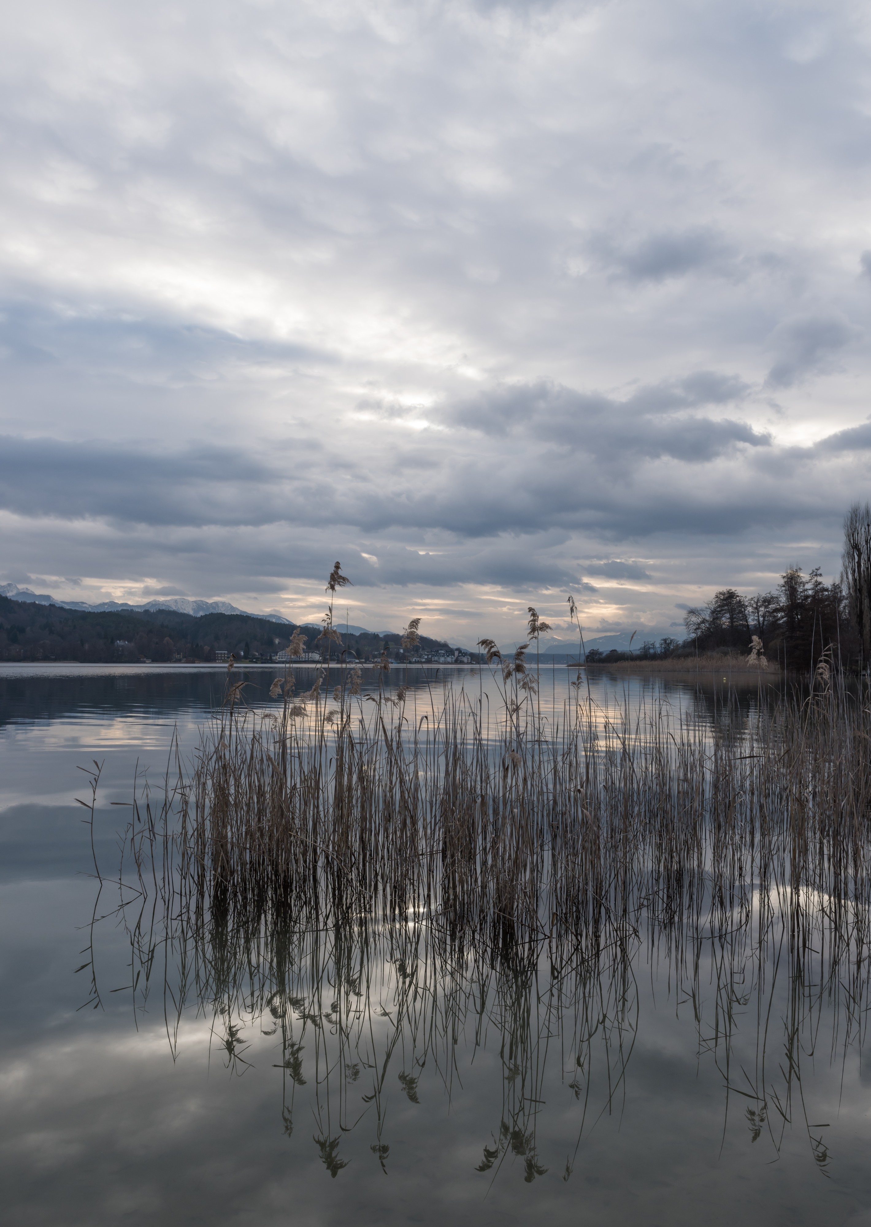 Poertschach Halbinselpromenade Schilfrohr 15032016 0959
