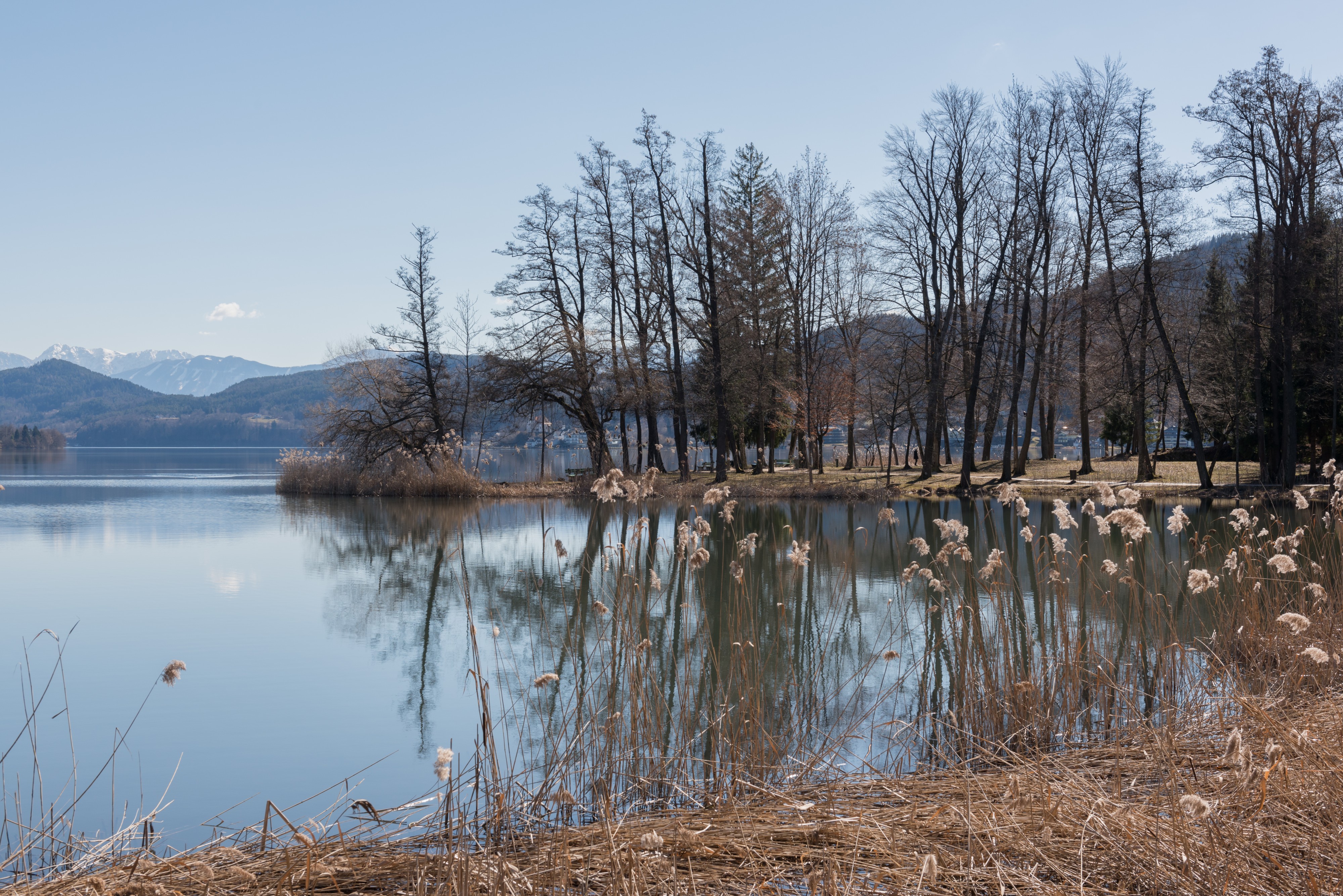 Poertschach Hans-Pruscha-Weg Park Uferzone Schilfrohr 08032017 6484