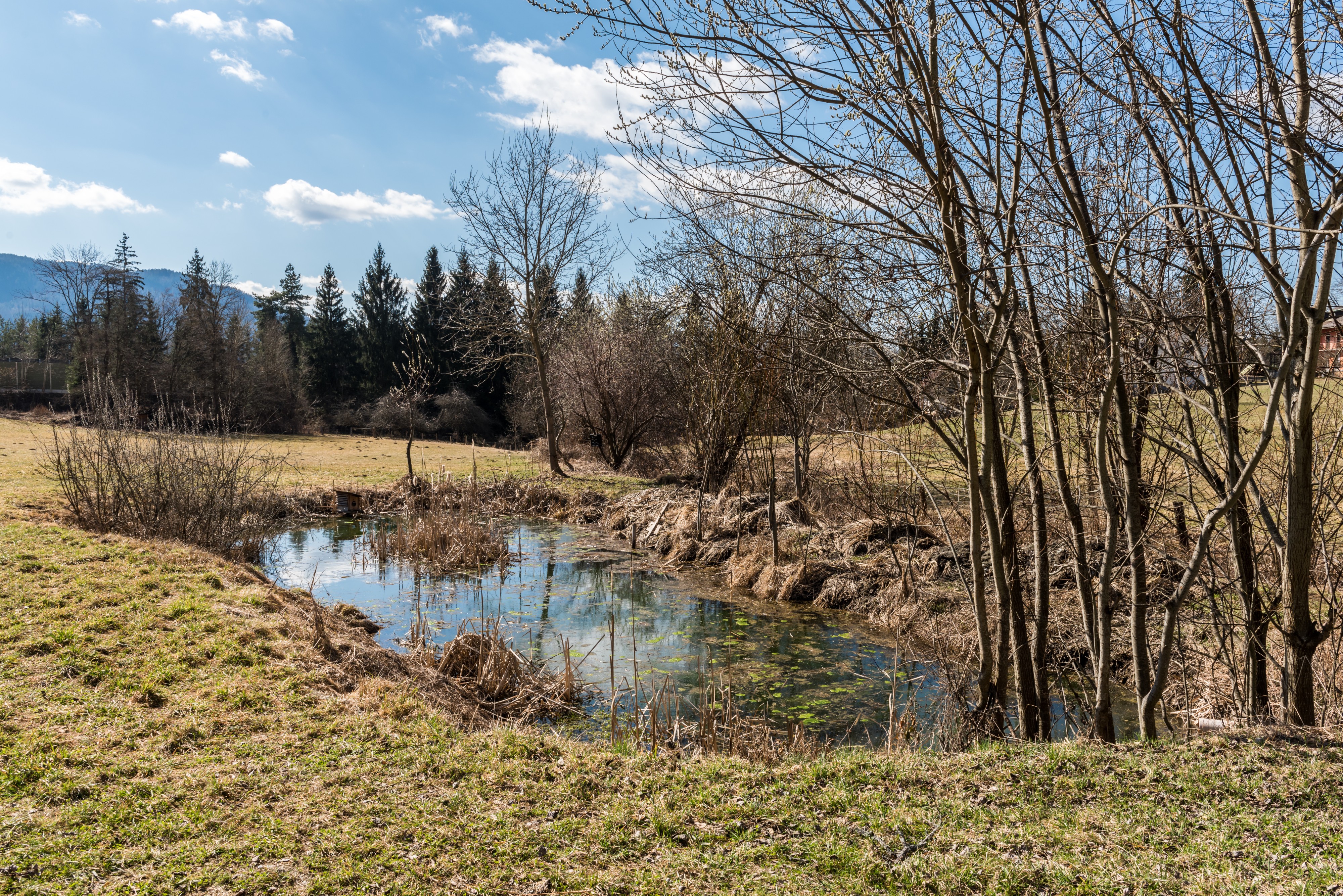 Poertschach Winklern Brockweg Weiher 12032016 6529