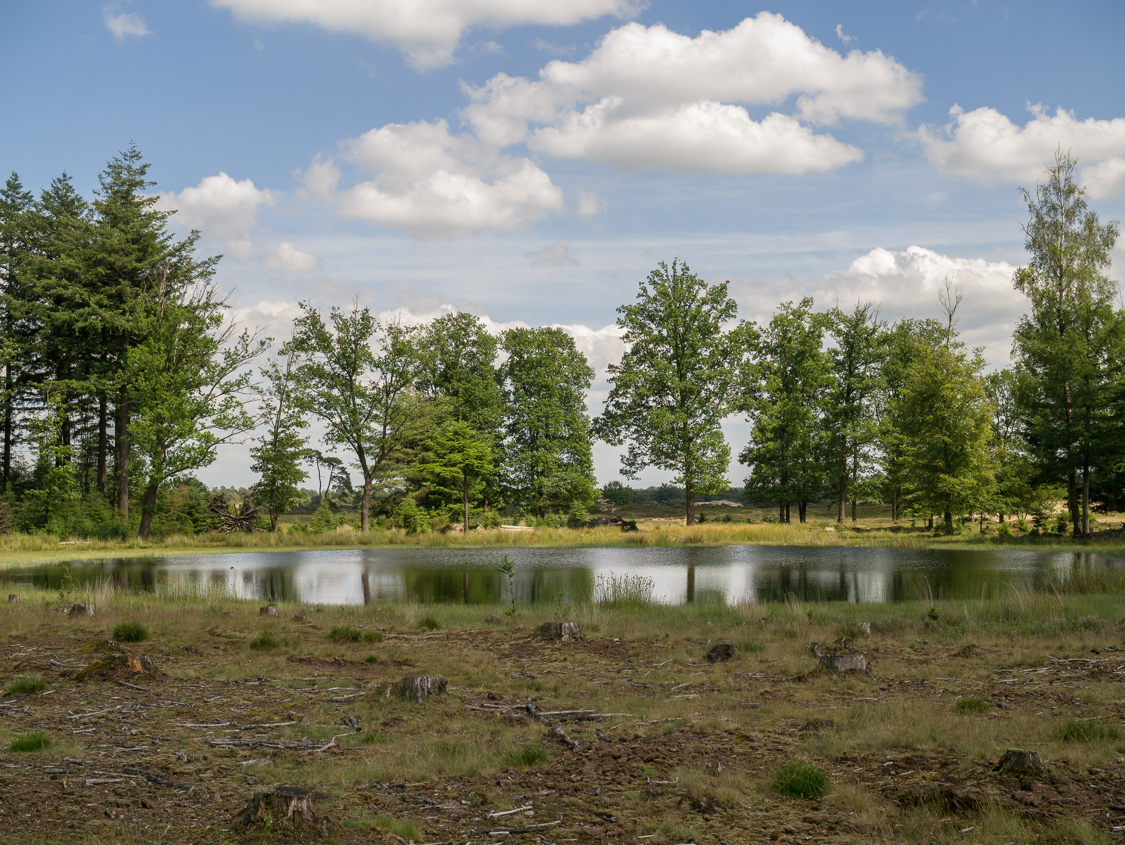 Vennetje bij het Aekingerzand