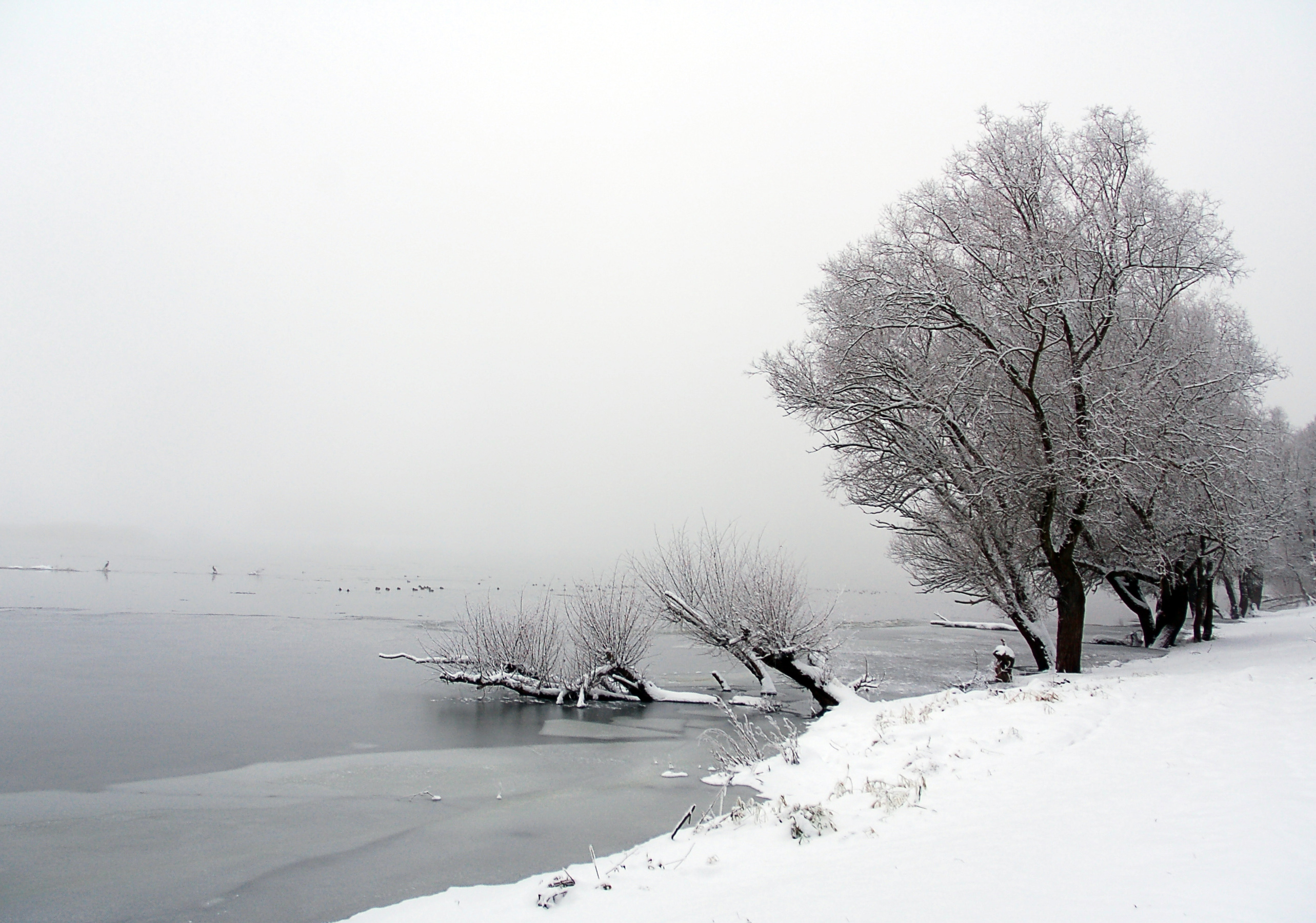 2010-01-03-schnee-im-nebel-by-RalfR-38