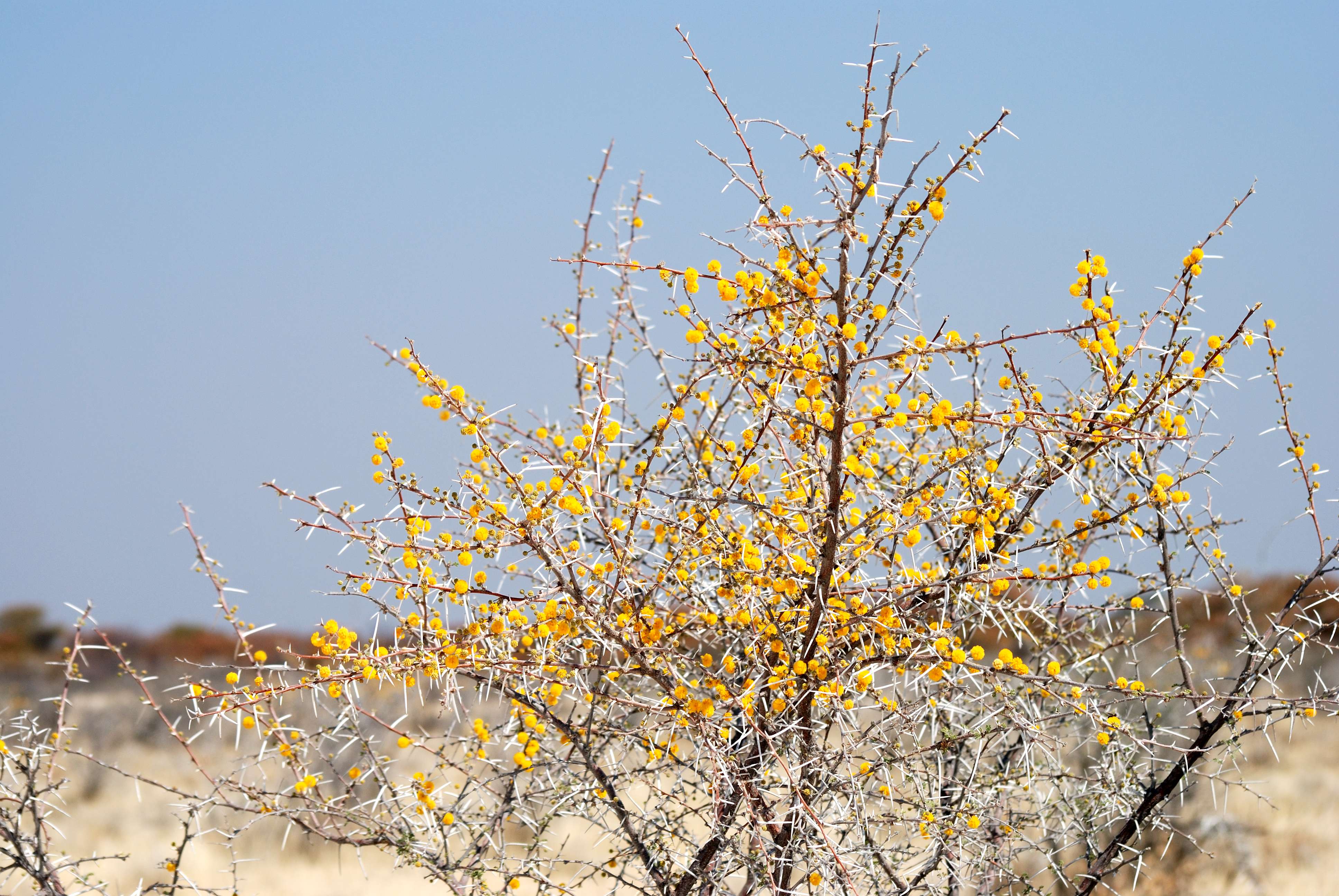 Acacia at etosha