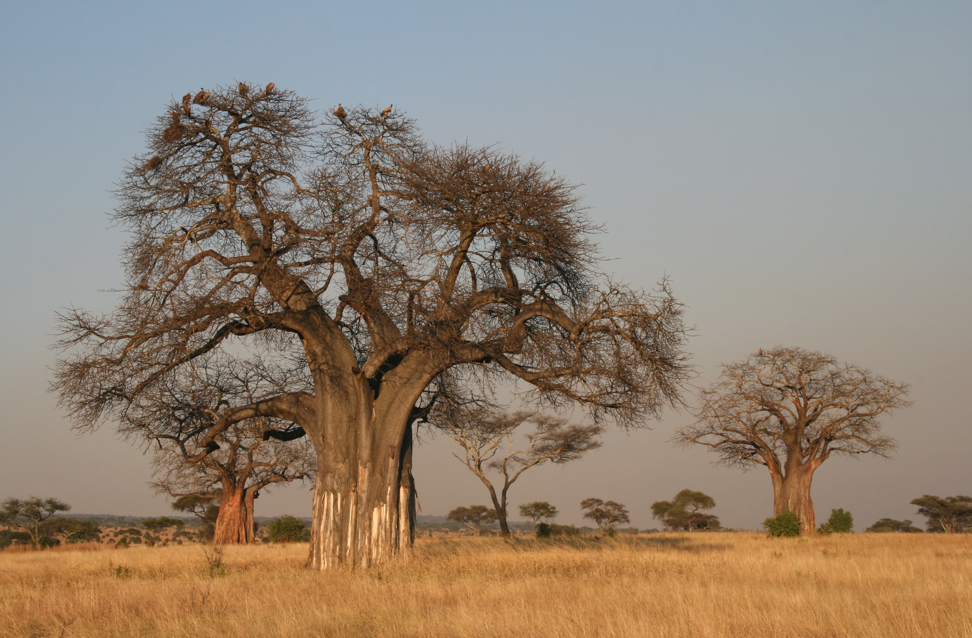 Adansonia digitata Baobab-2