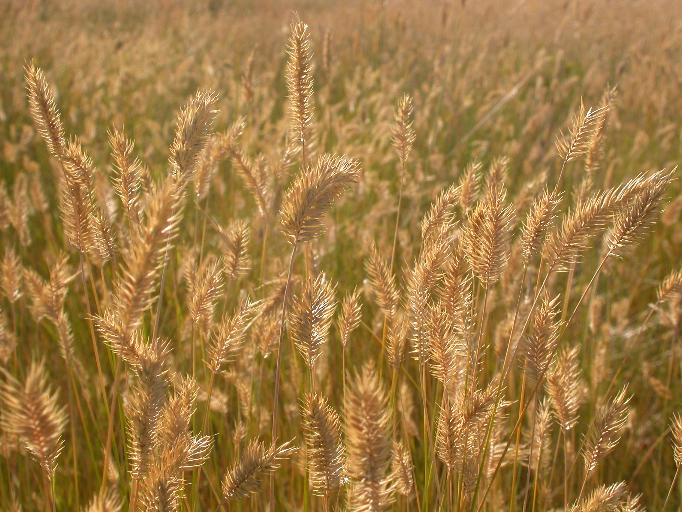 Agropyron cristatum (3940200122)