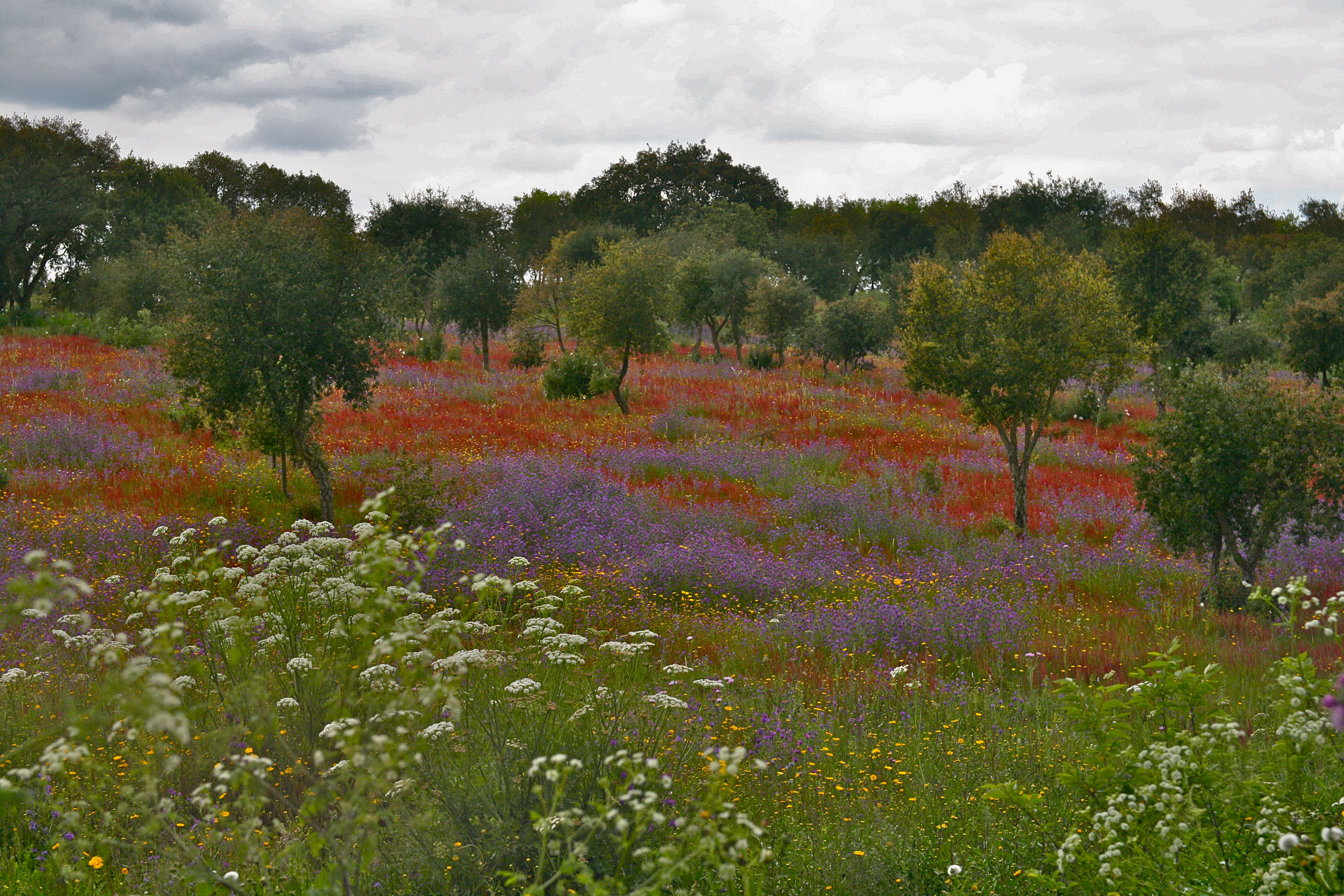 Alentejo Countryside (10250605076)