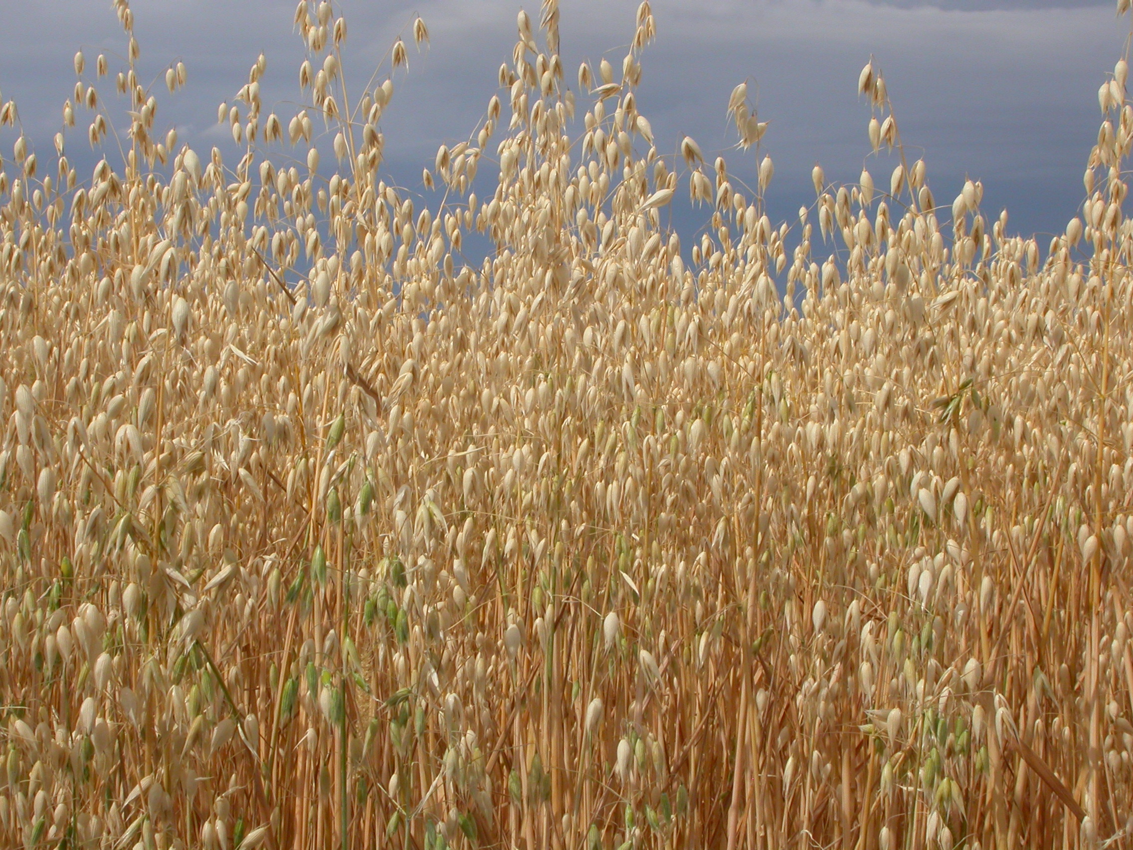 Avena sativa (3874516630)