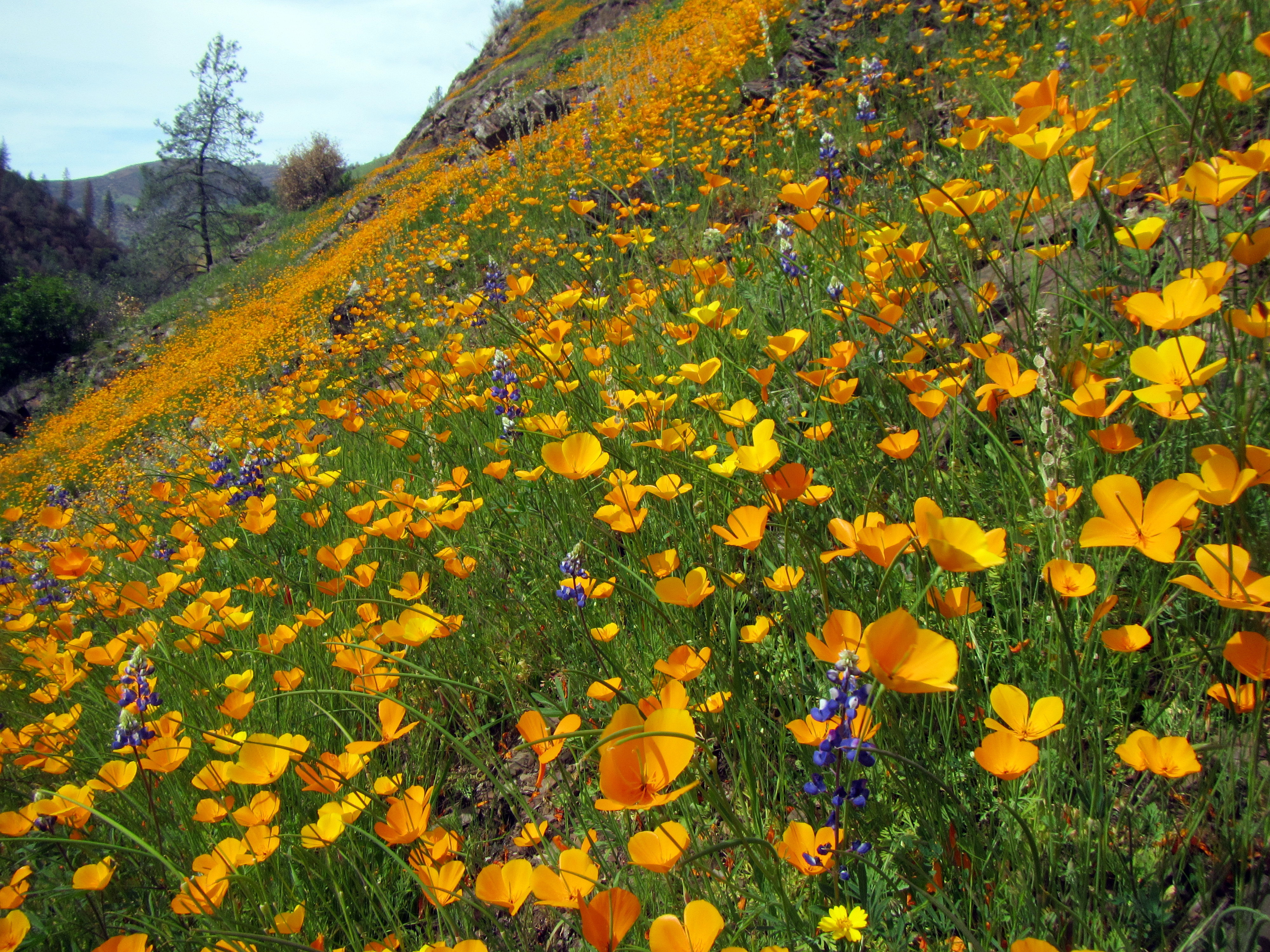 AWESOME poppies and lupine on burnt hill - Copy (18428886310)