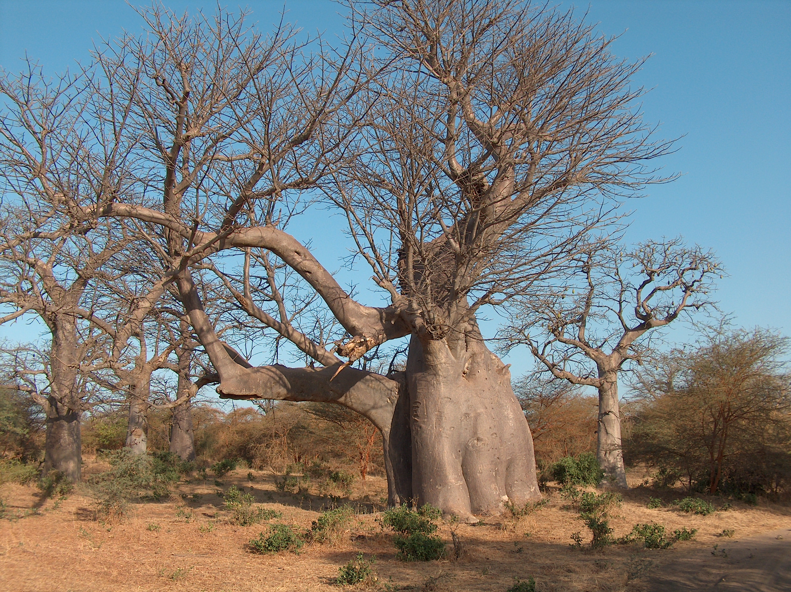 Baobab Elephant Bandia