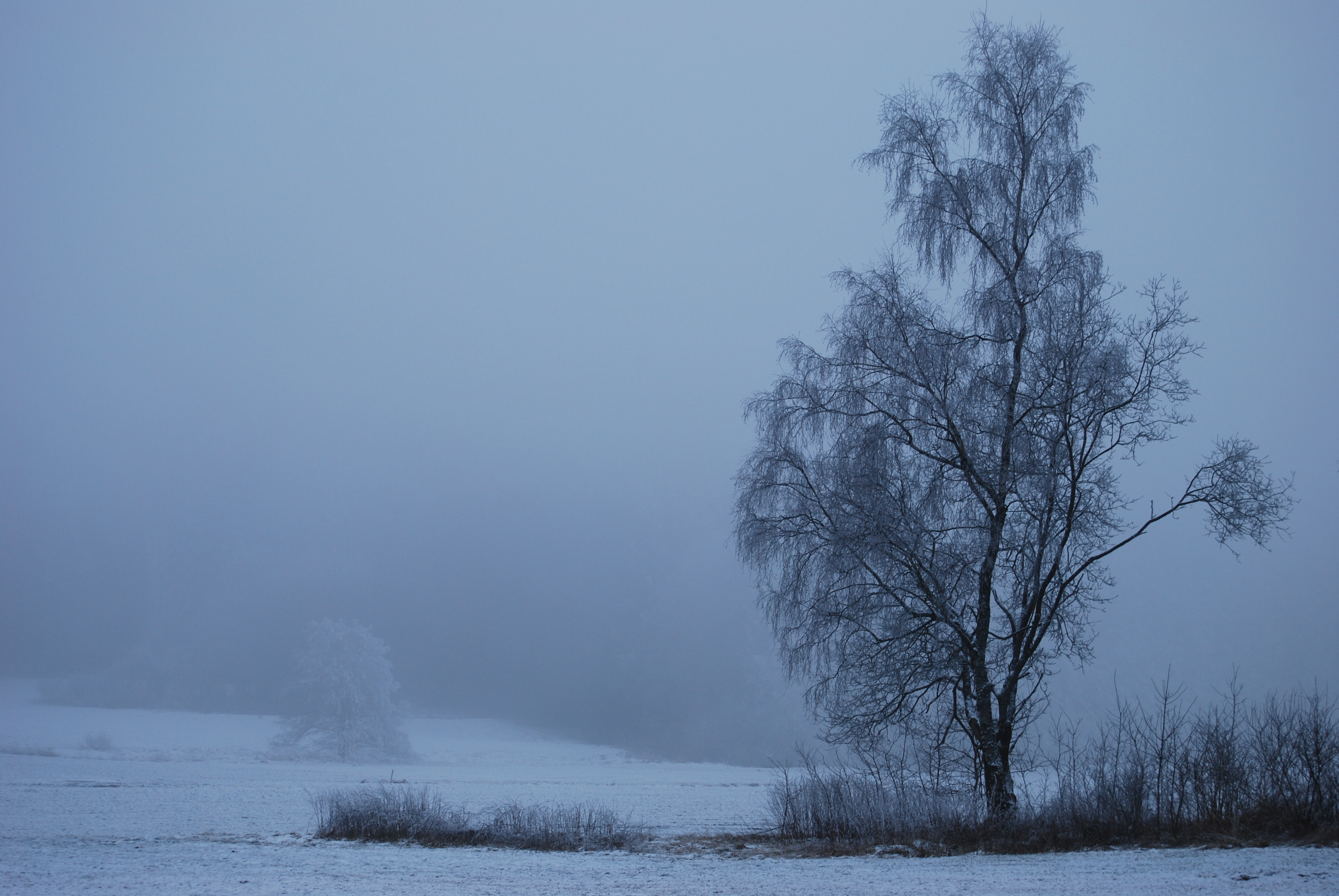 Baumundnebel