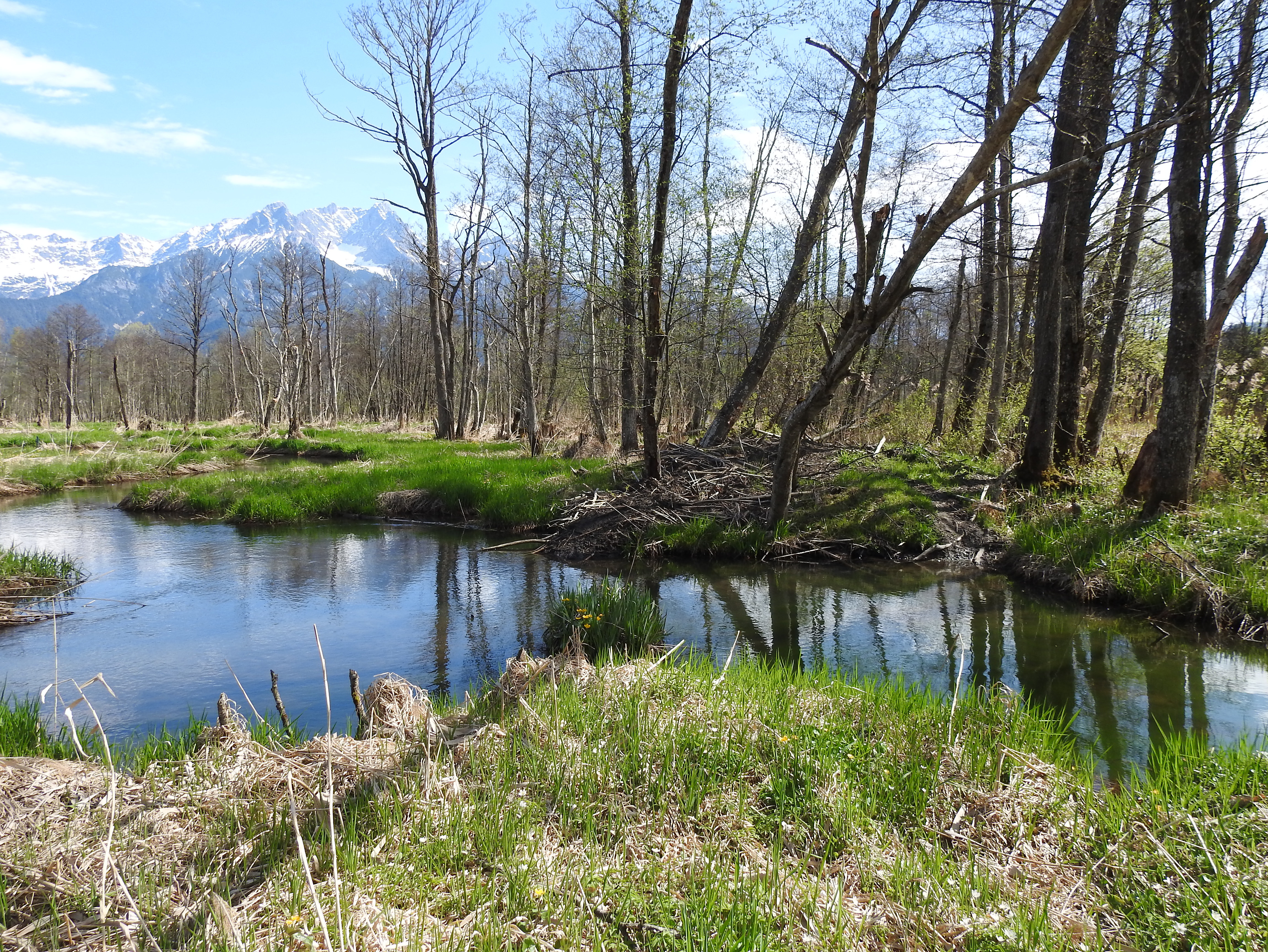 BeaverHaidSaalfelden 01