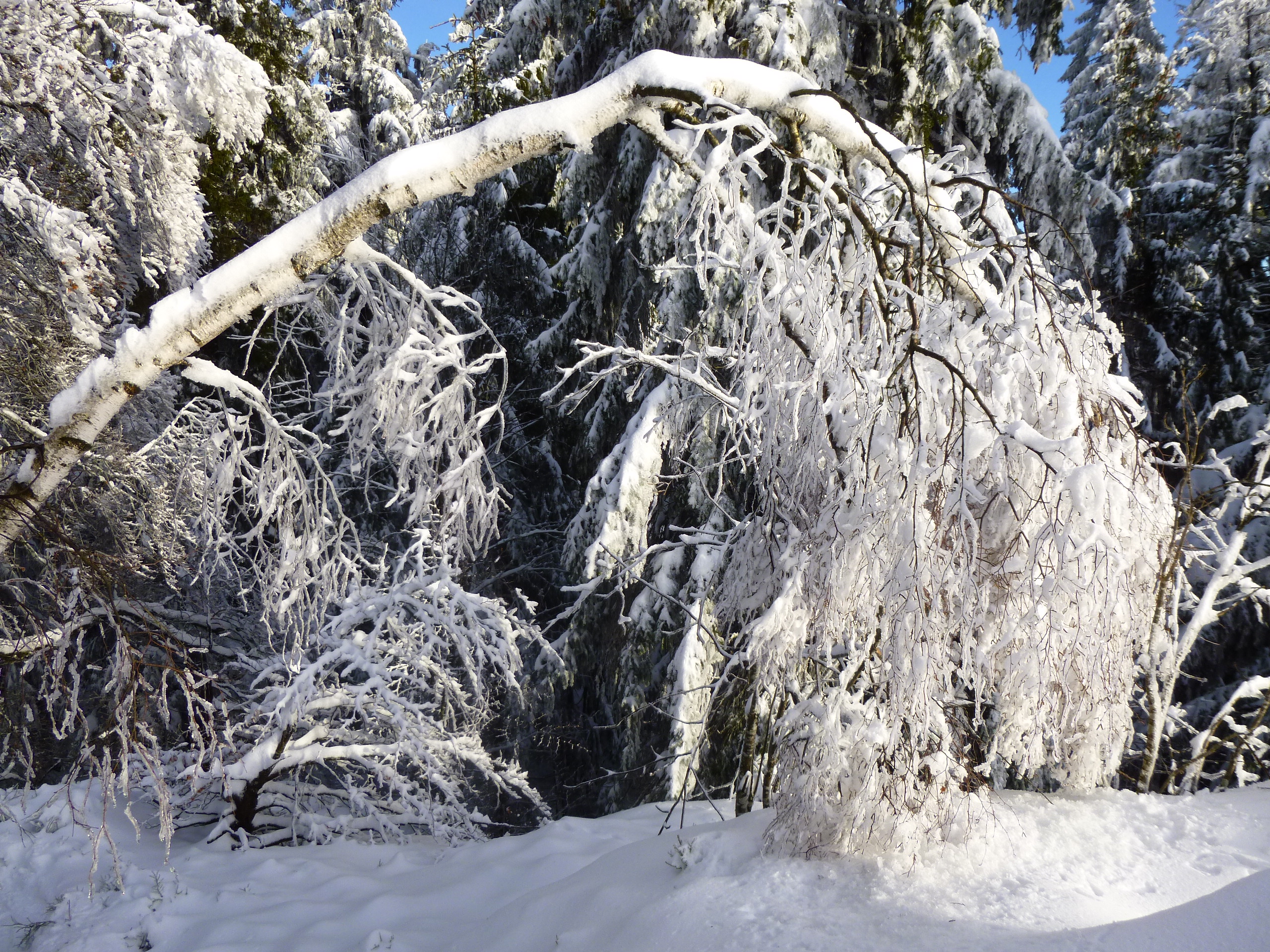 Birke im Winter