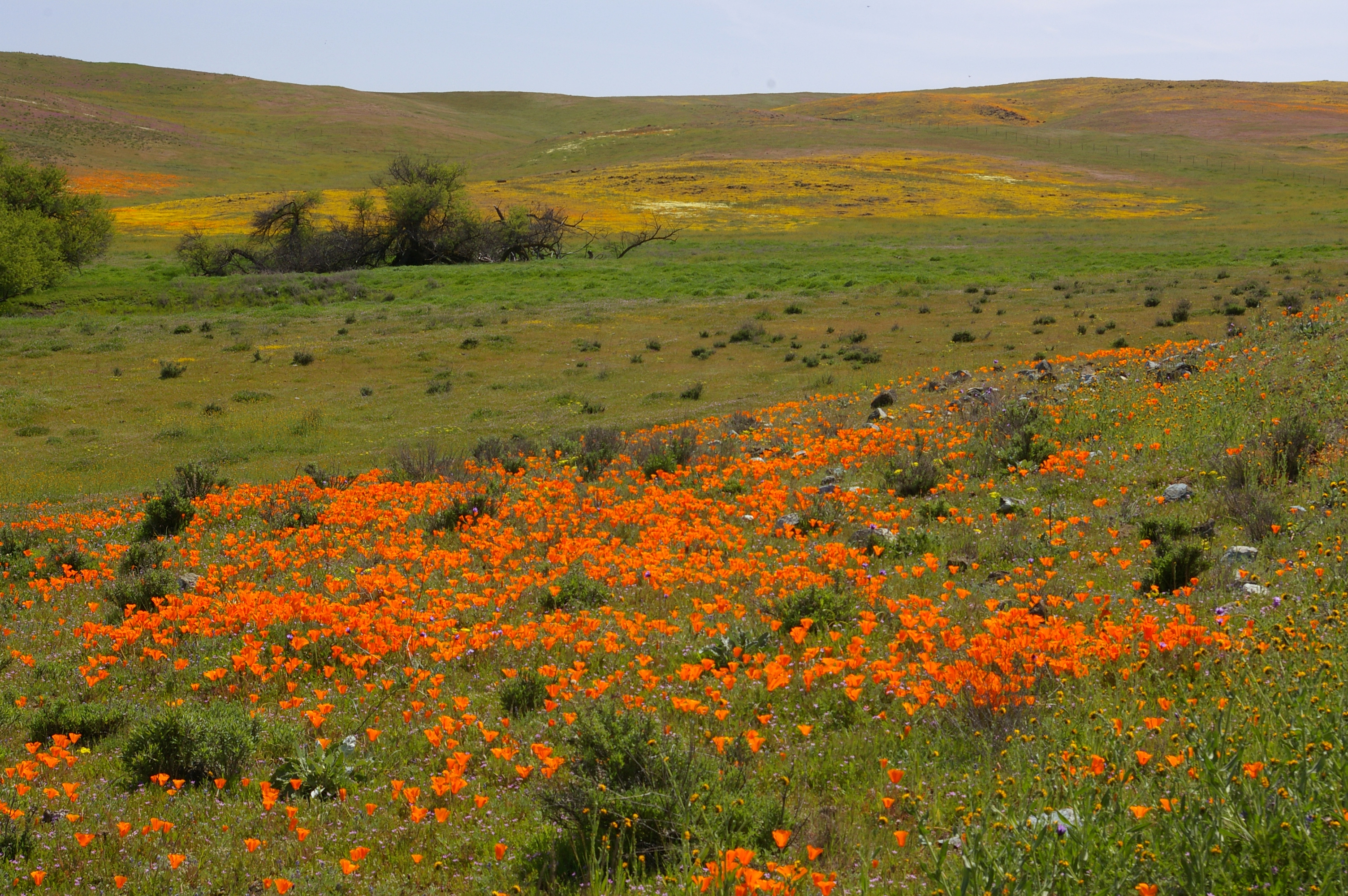 BITTERWATER ROAD WILDFLOWERS (4-6-08) -008 (2394742296)