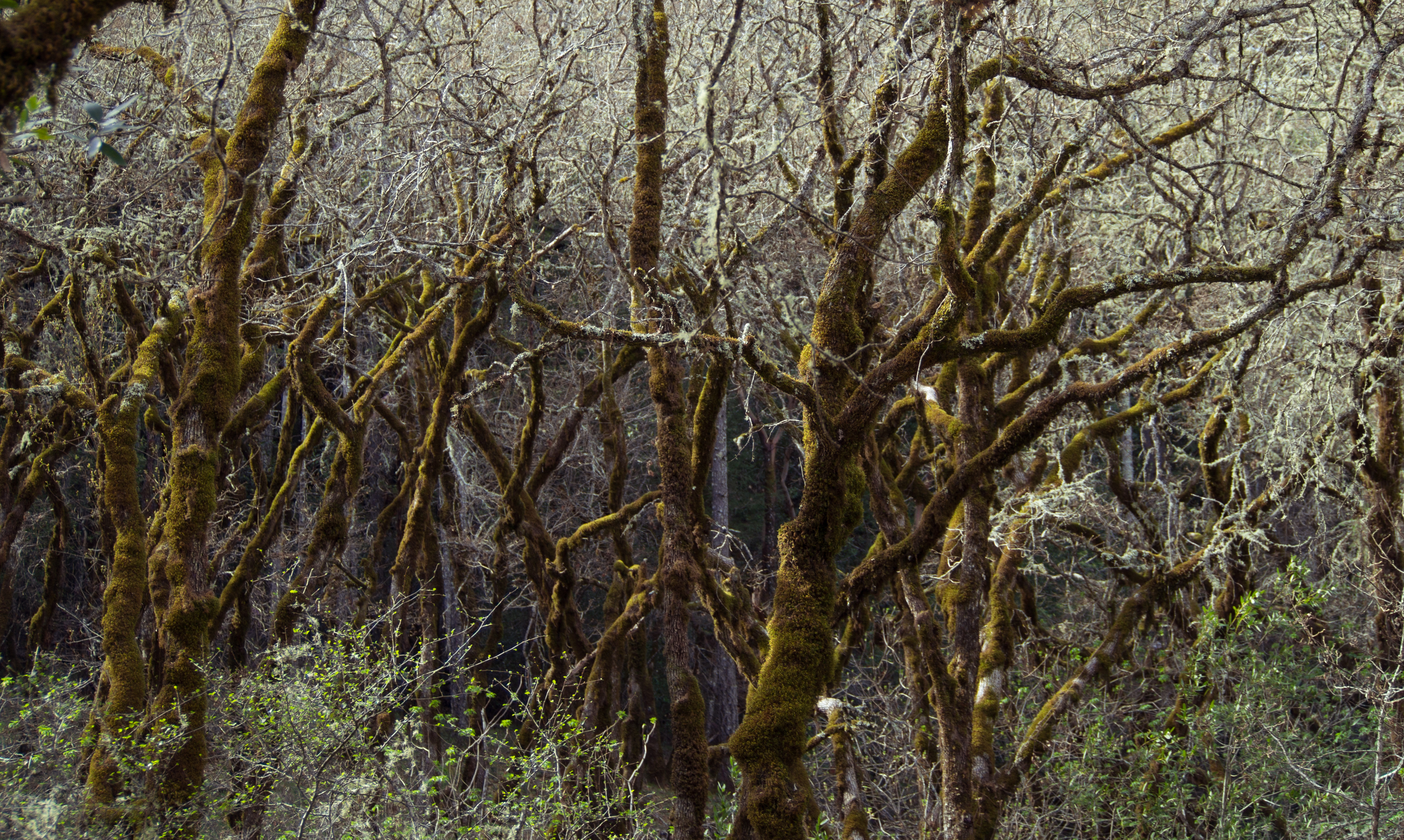 Bothe-Napa Valley State Park (01800)