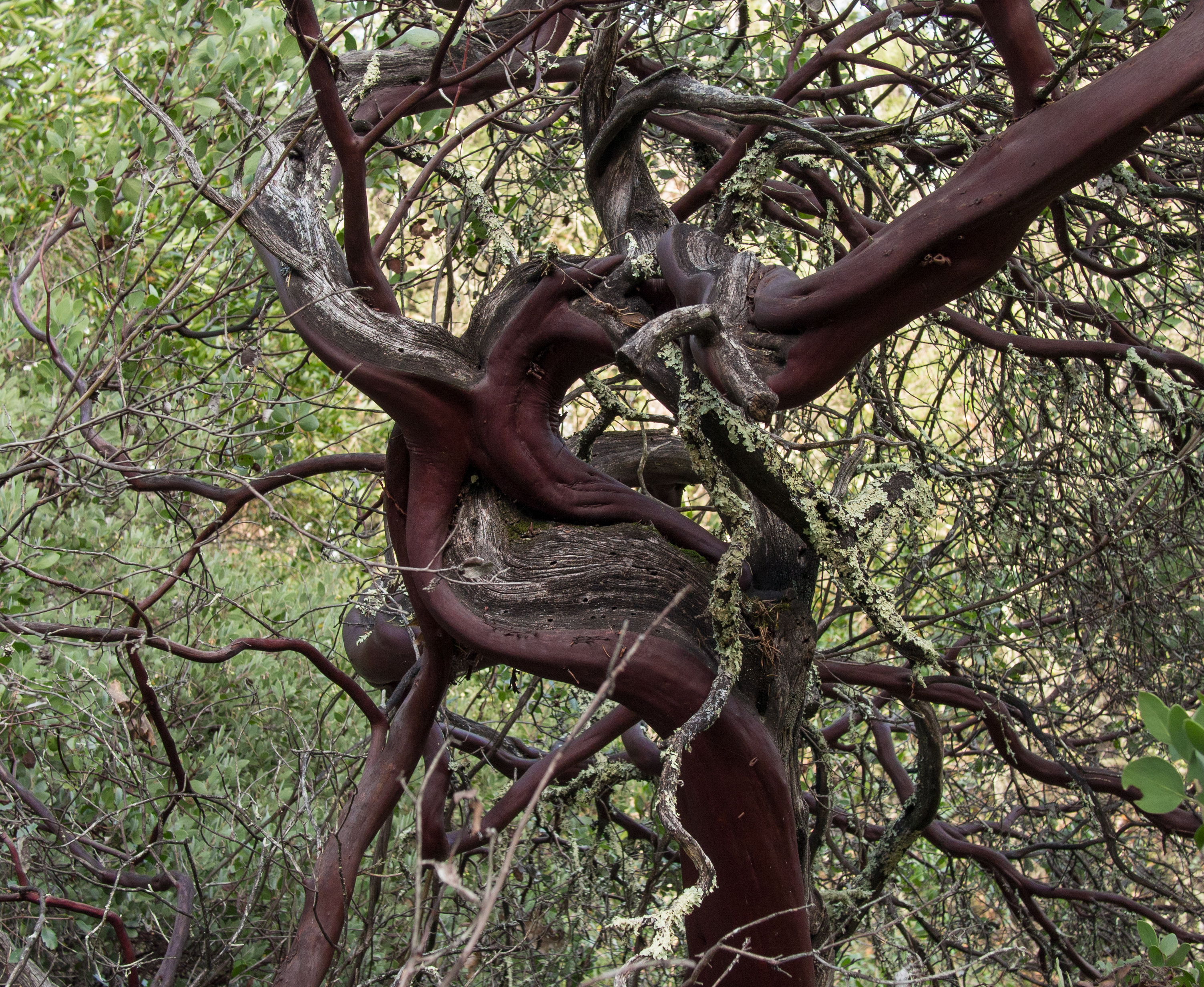 Bothe-Napa Valley State Park (01867)