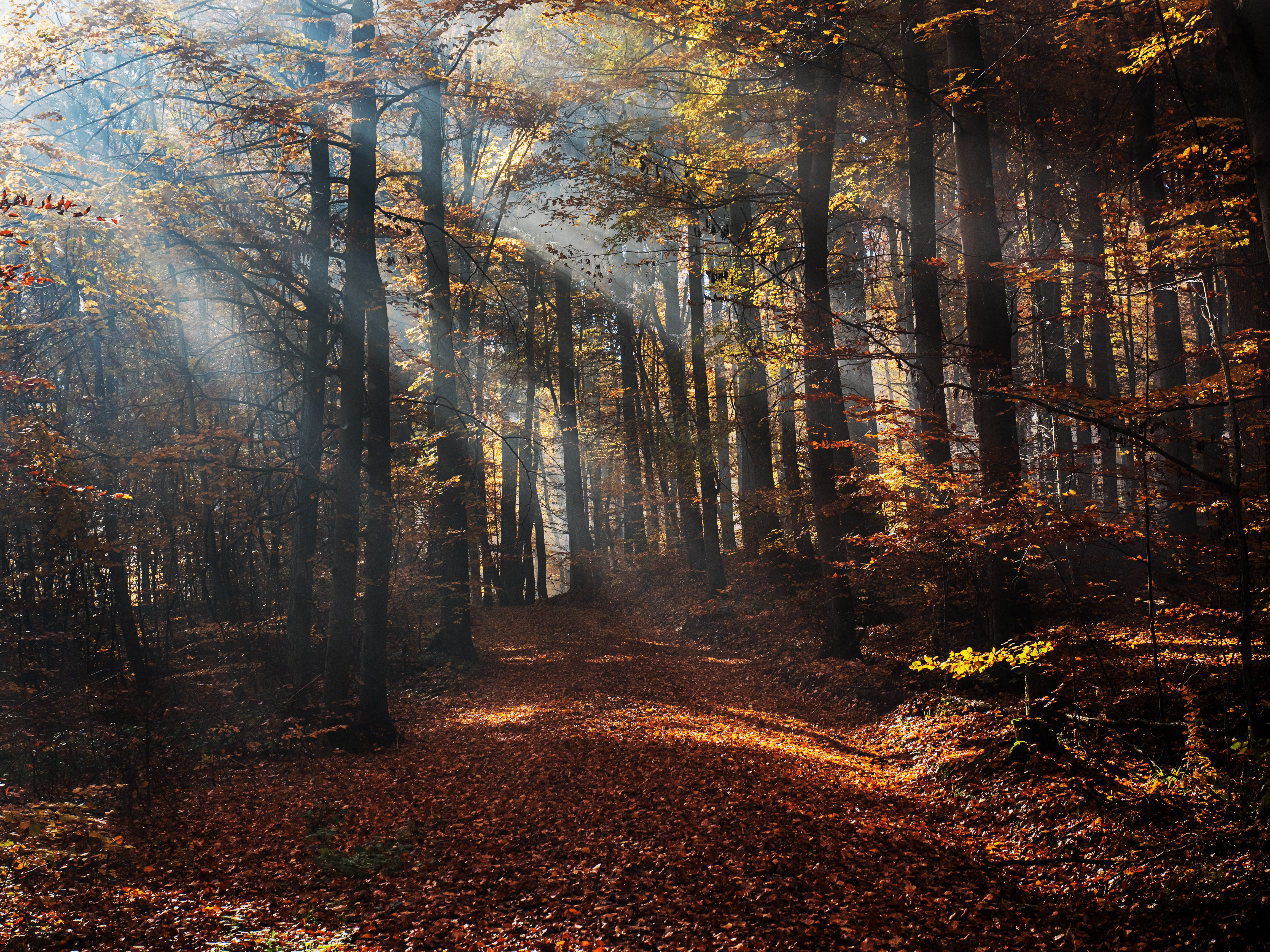 Bruderwald-Herbst 026382-PS
