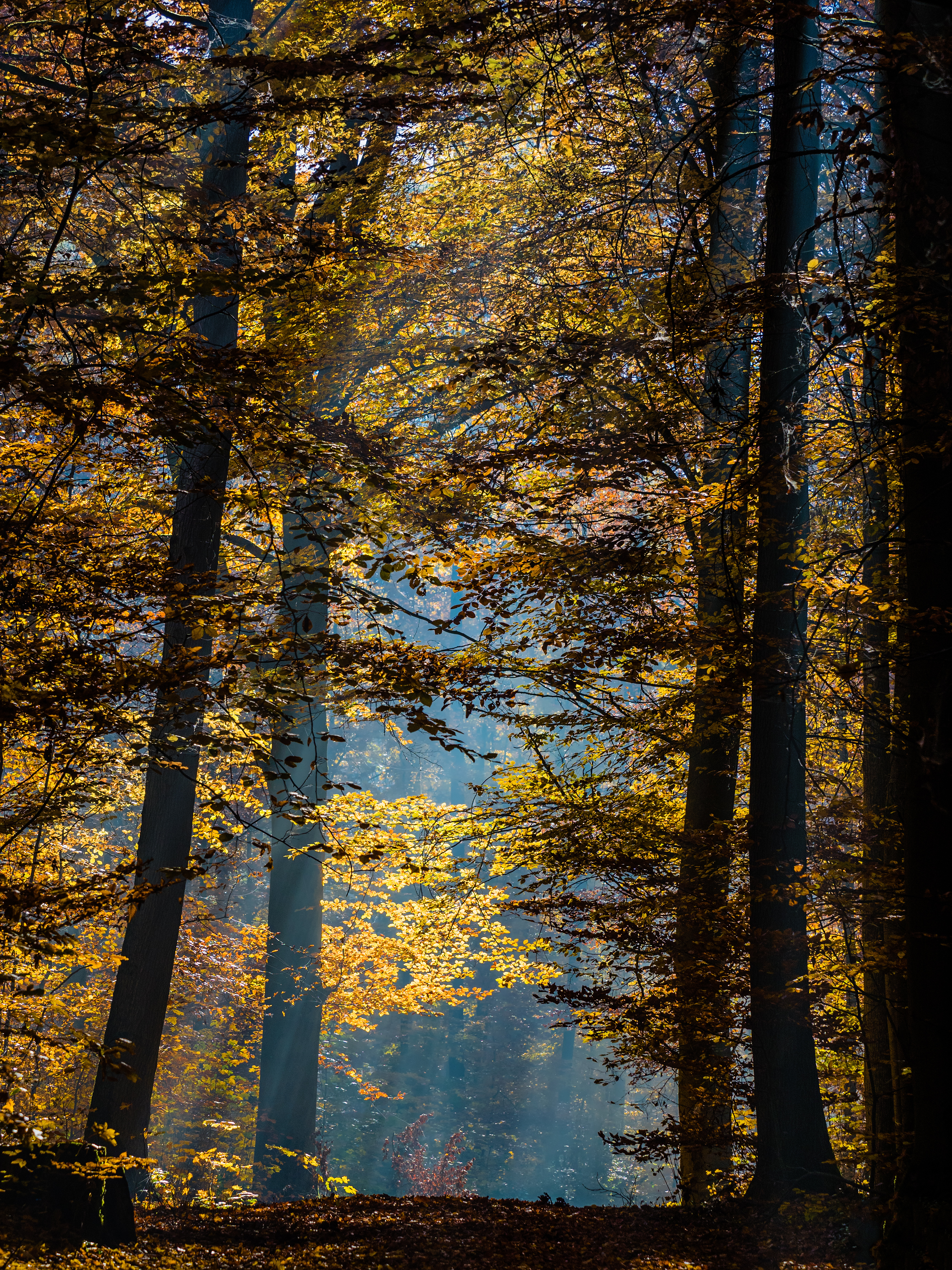 Bruderwald-Herbst-026393-PS-3