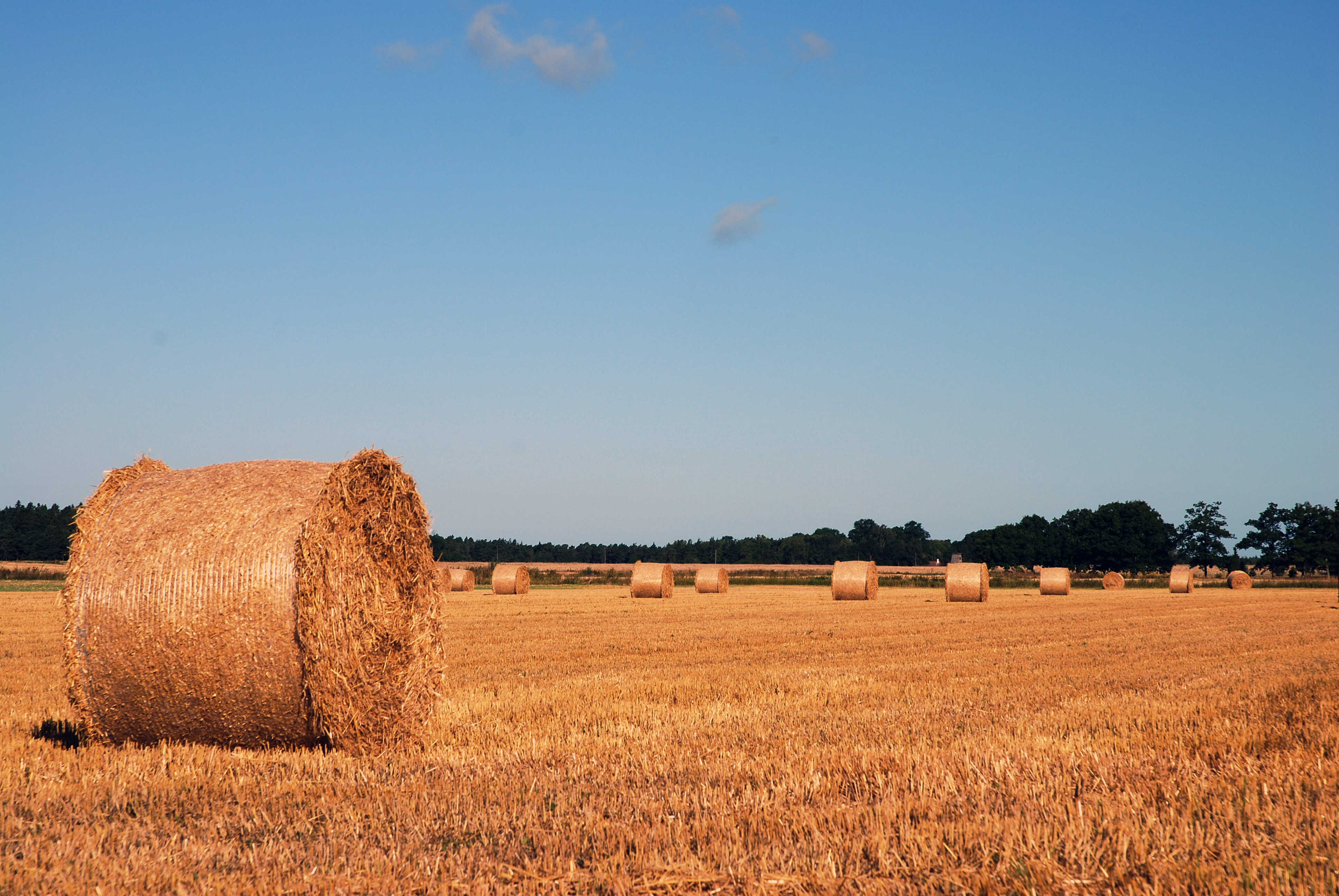 Bundles of hay (3881526371)