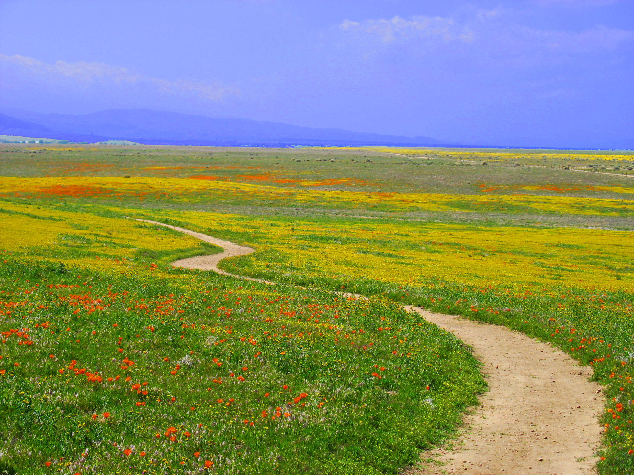 California Wildflowers (3361844880)