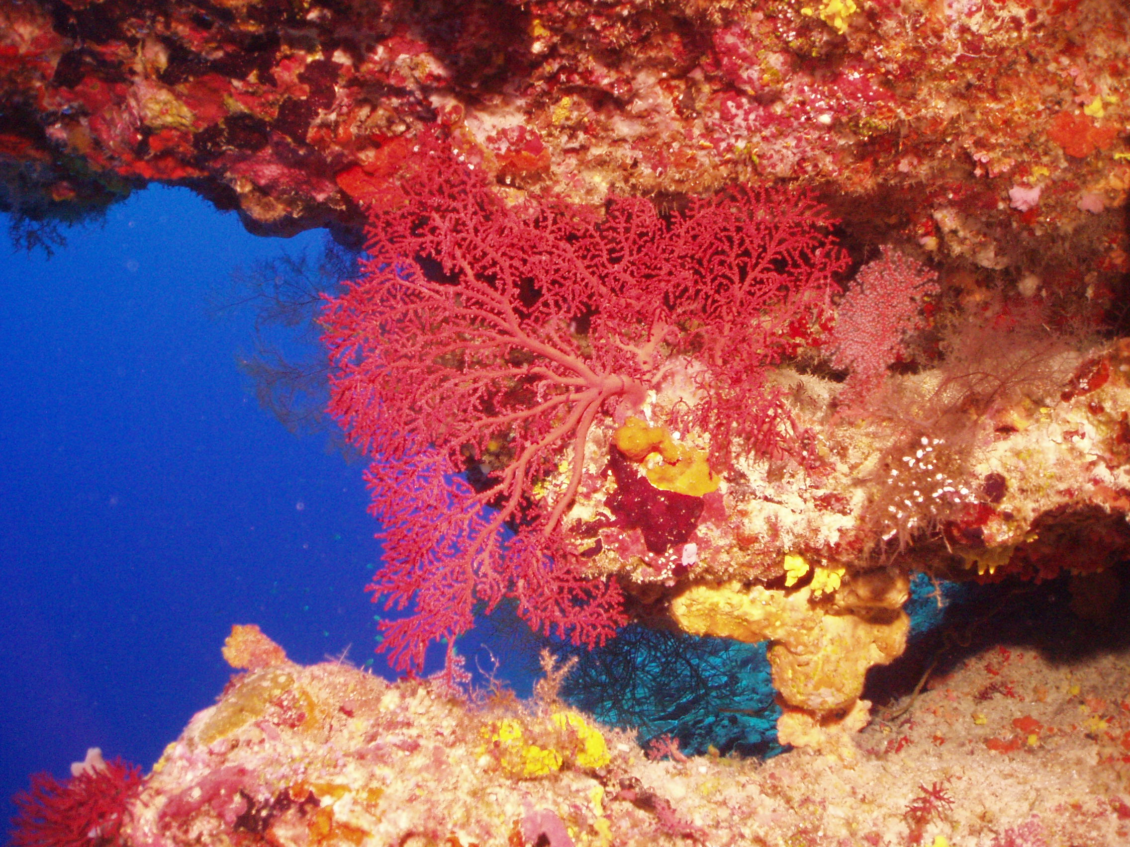 coral in the reef of the Chagos Archipelago