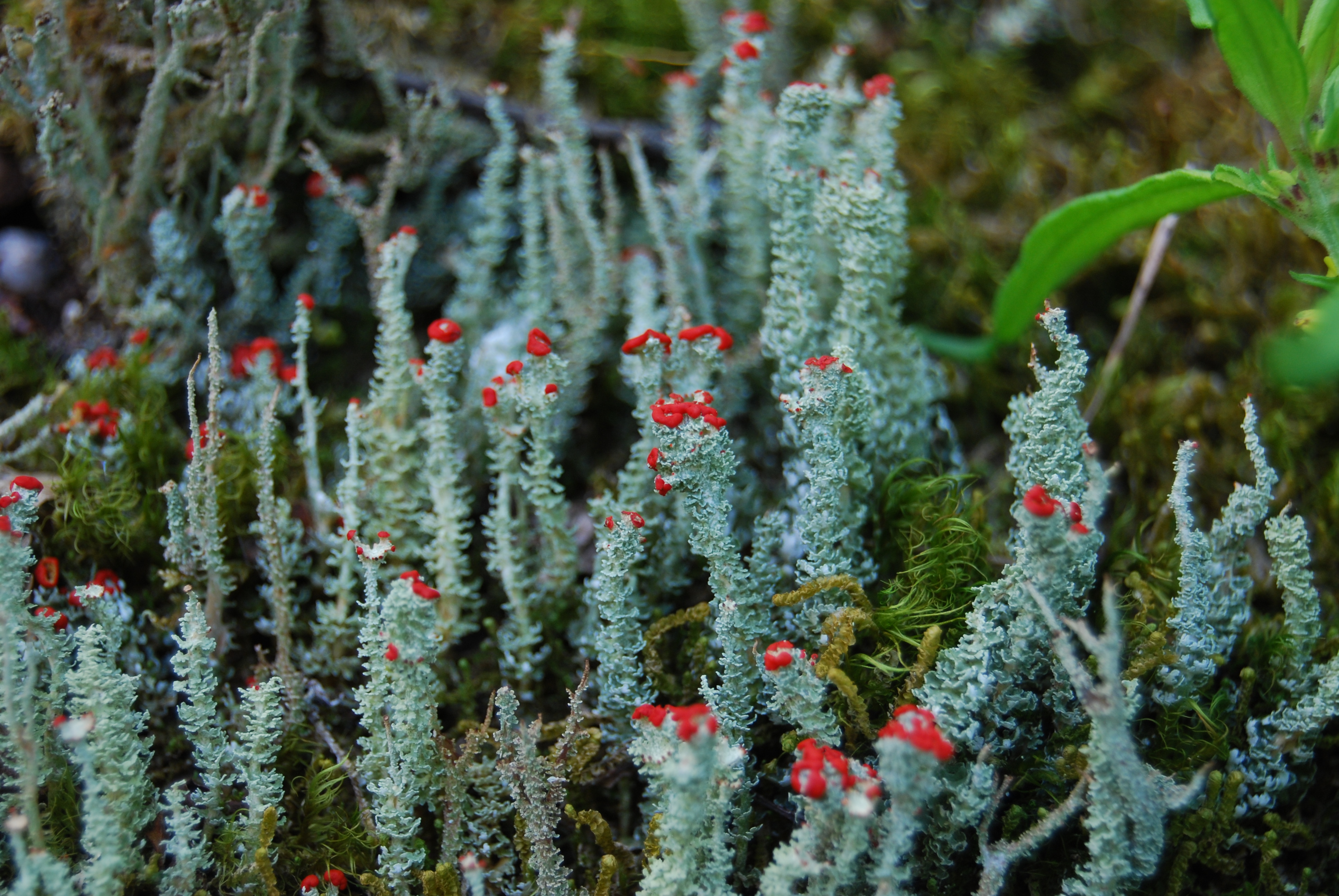 Cladonia floerkeana (Norway)