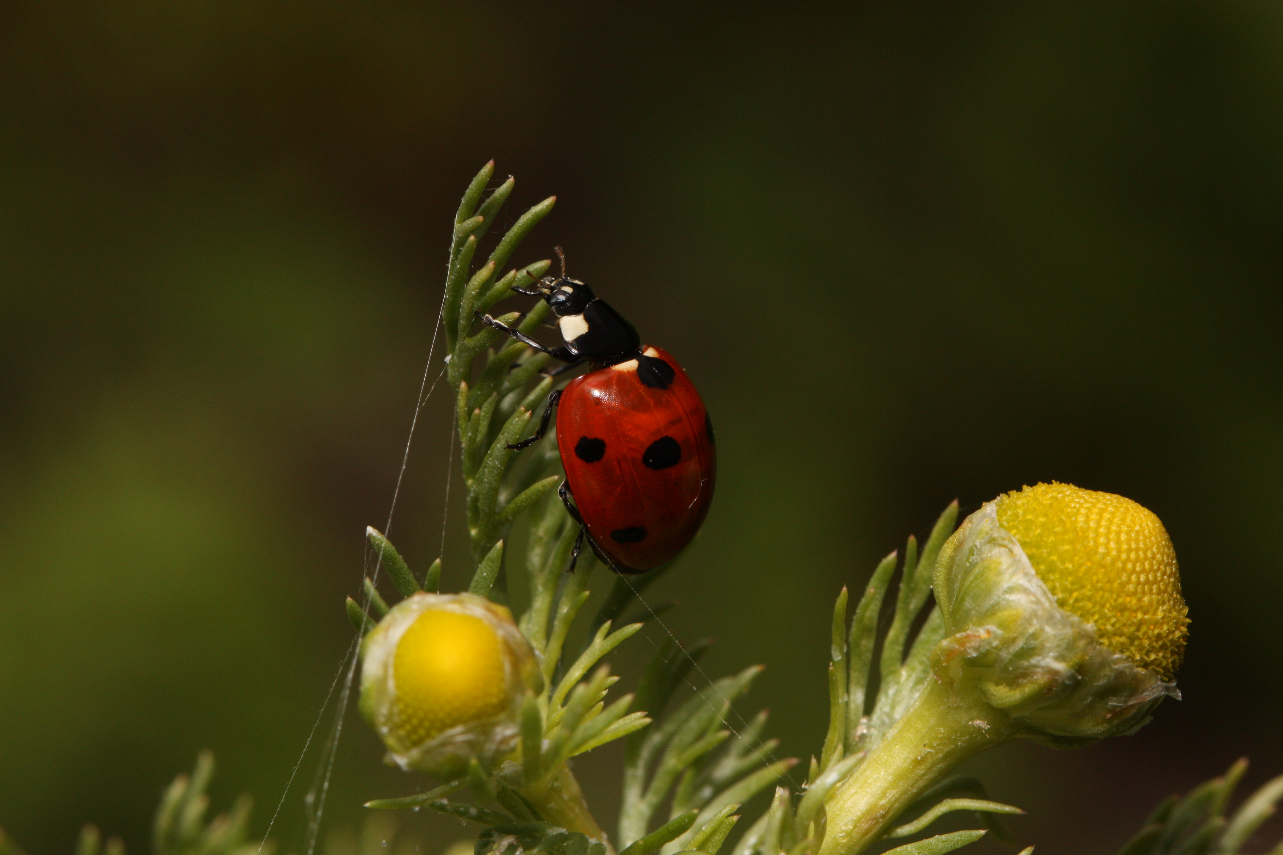 Coccinella septempunctata 7814
