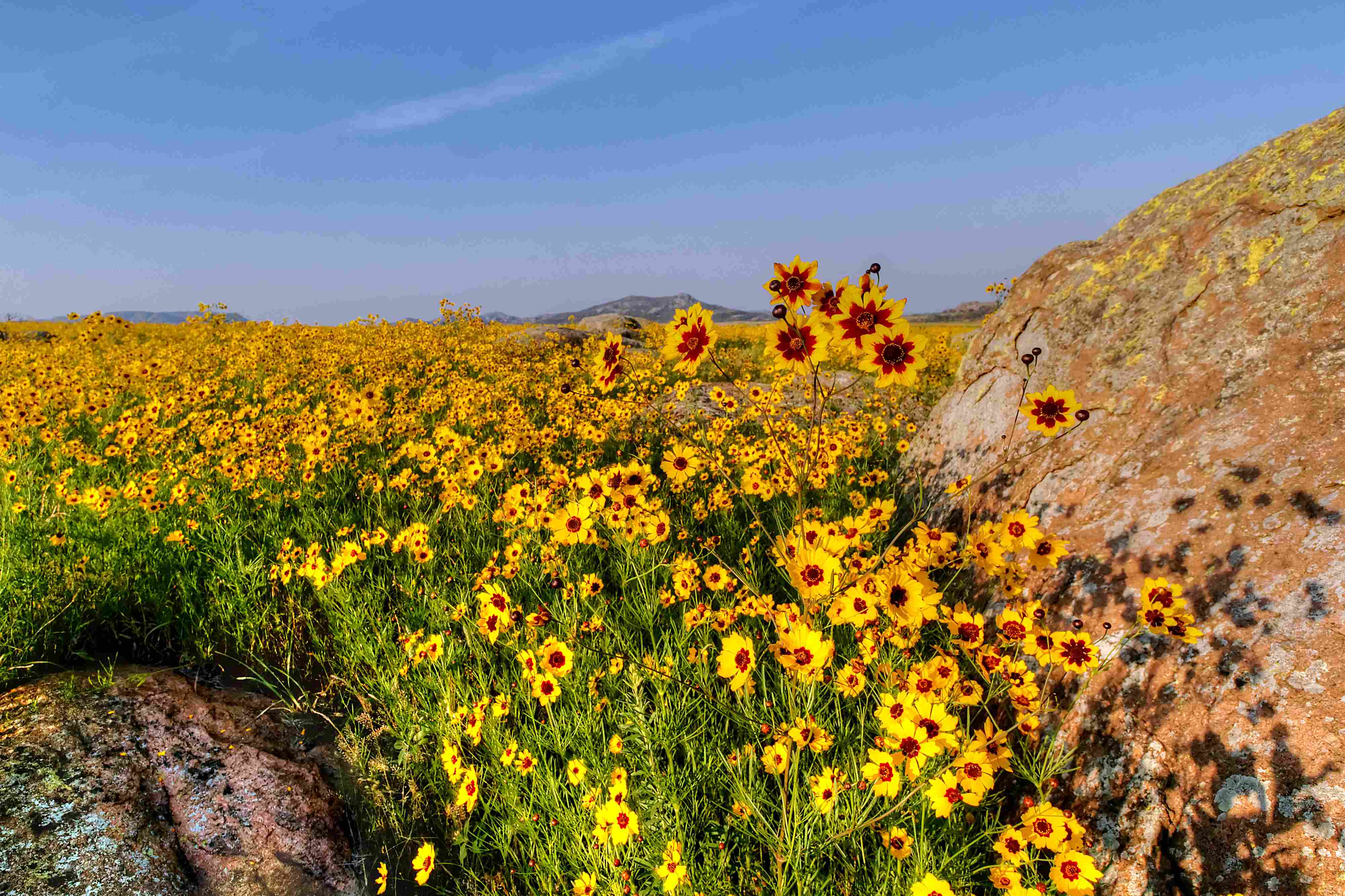Coreopsis field (8472085780)