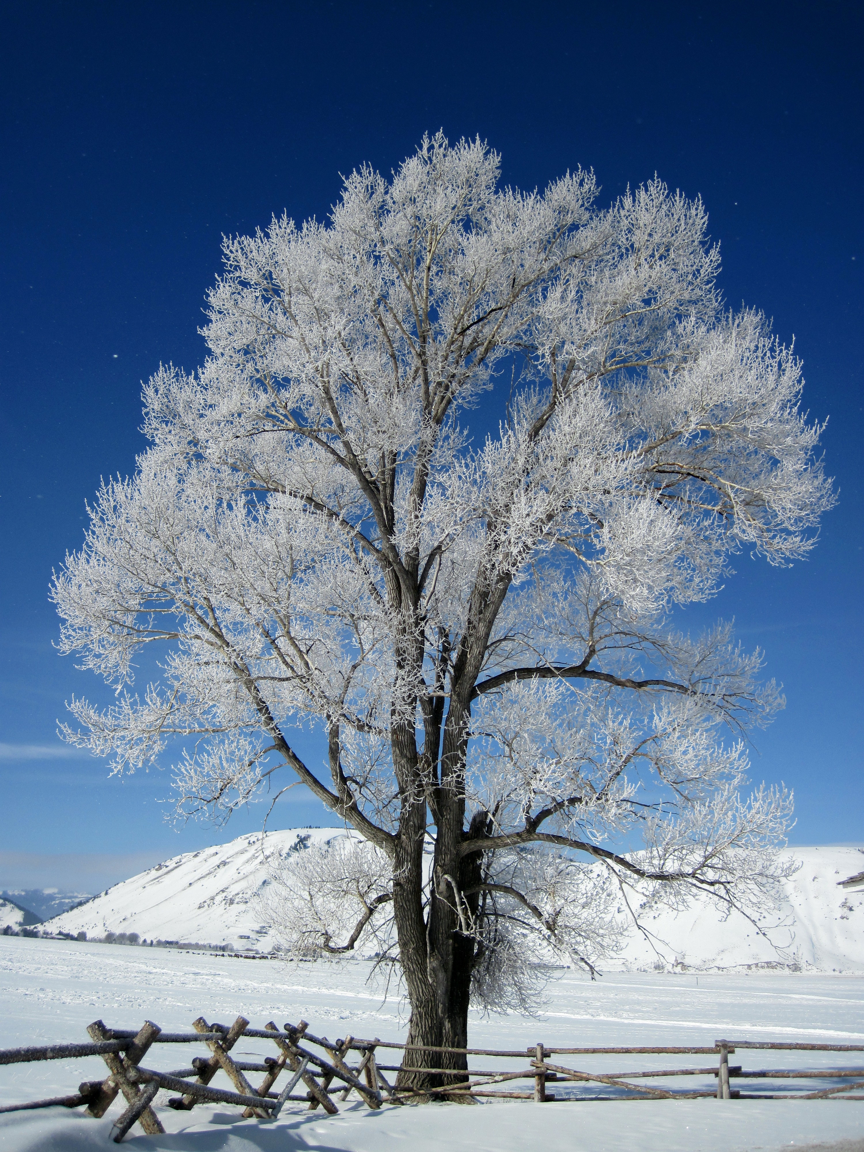 Cottonwood in snow national elk refuge