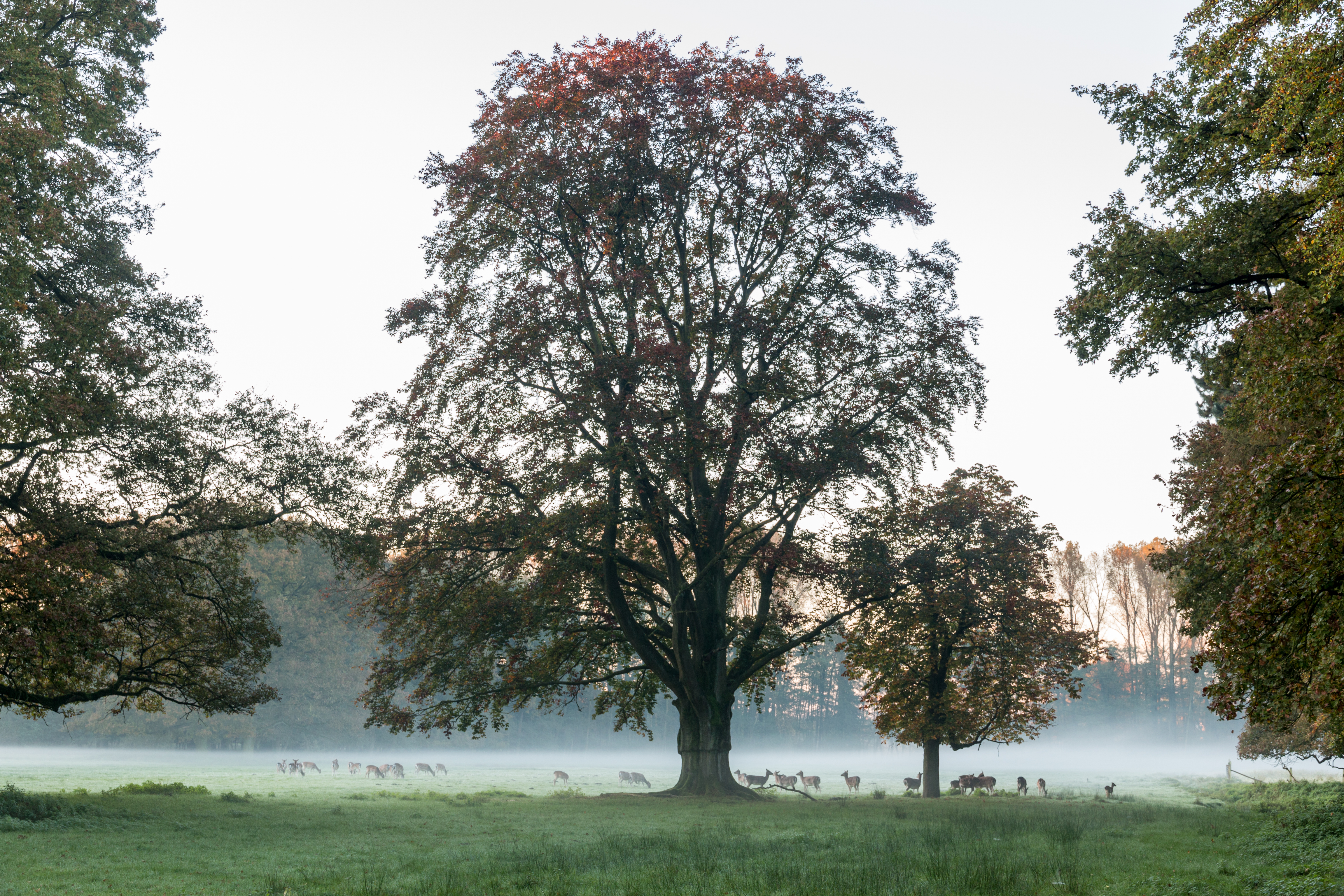 Dülmen, Wildpark -- 2014 -- 3841