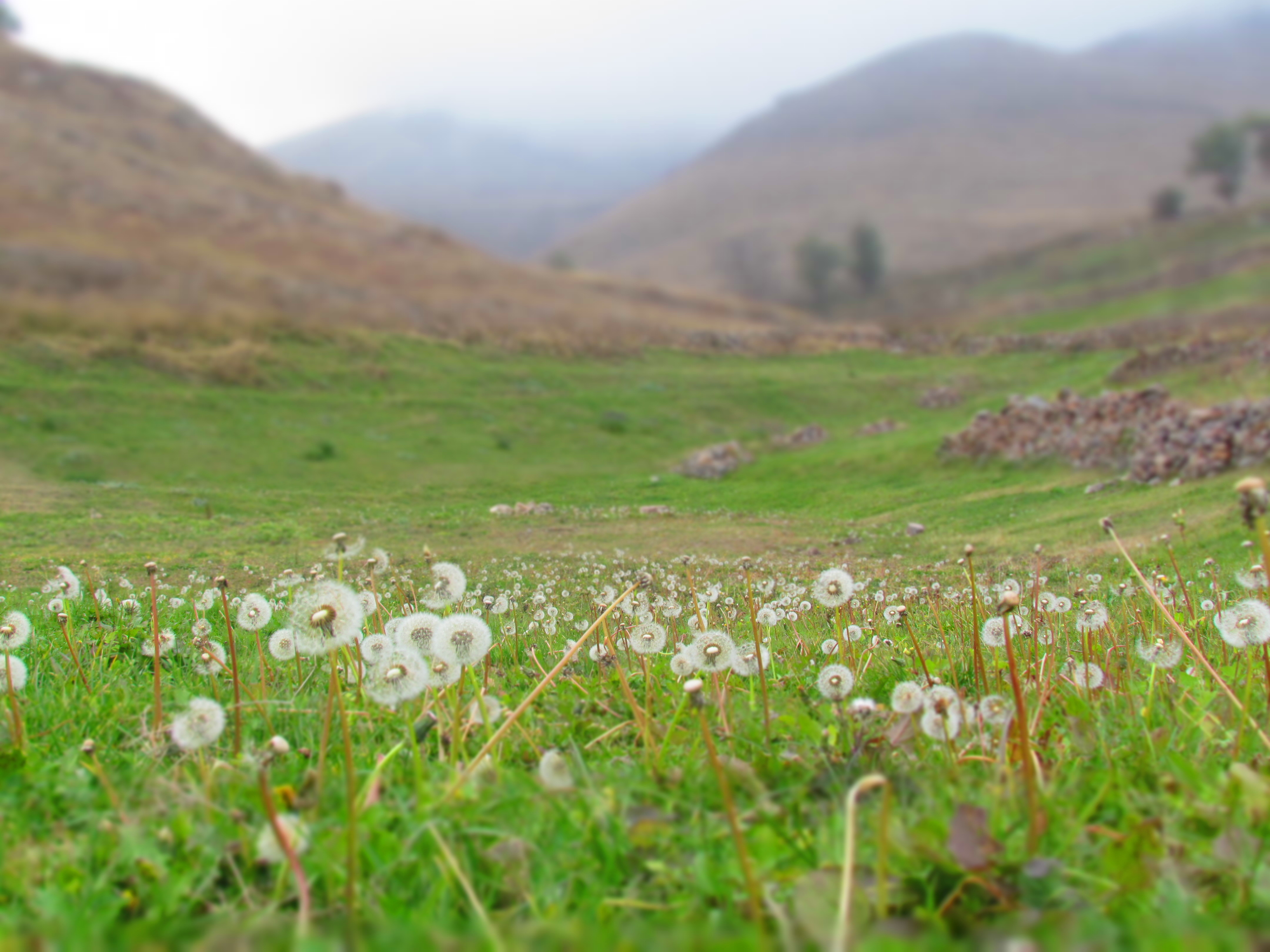 Dandelions-Field-Nandal-Iran