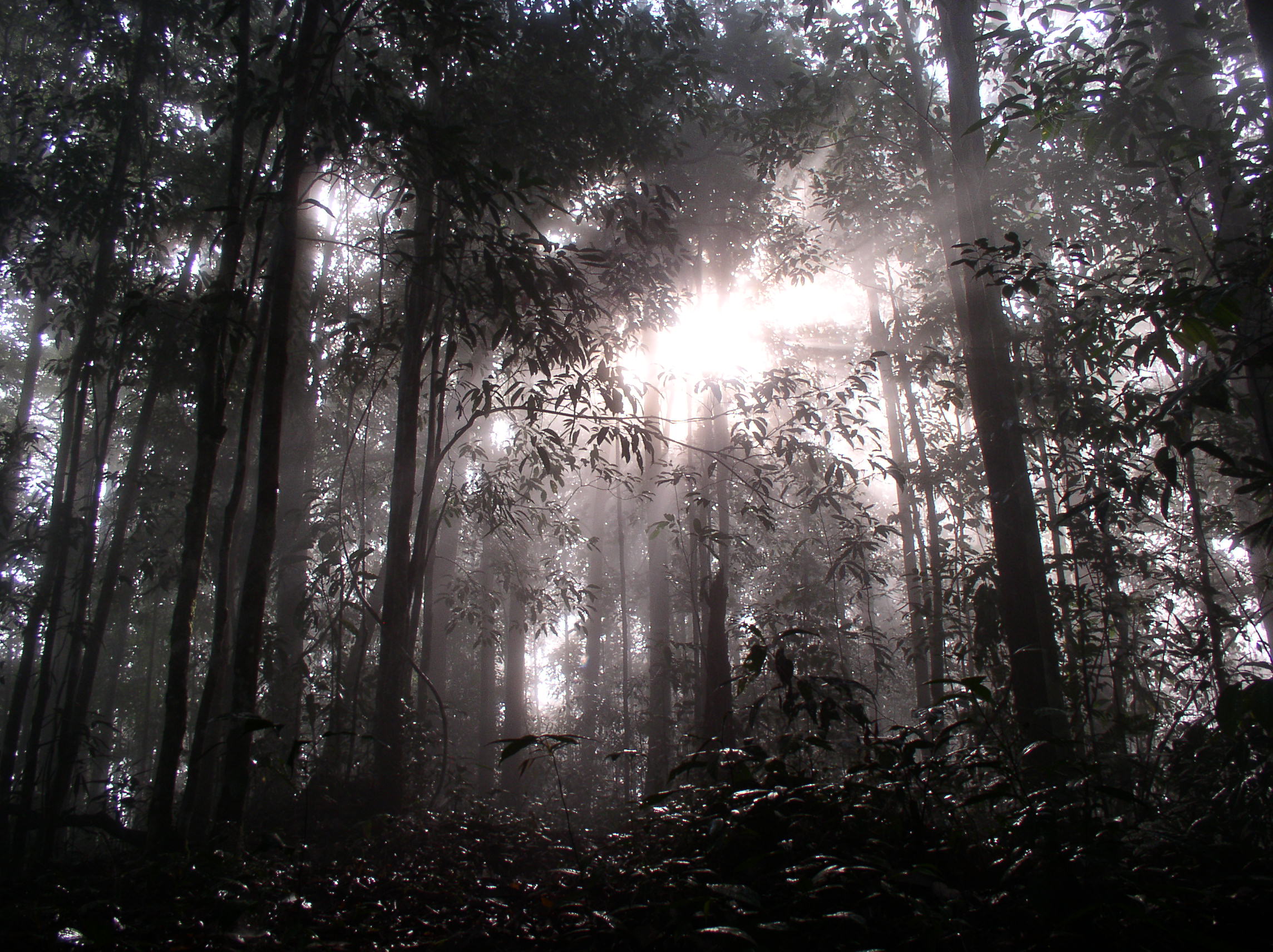 Dawn in Borneo
