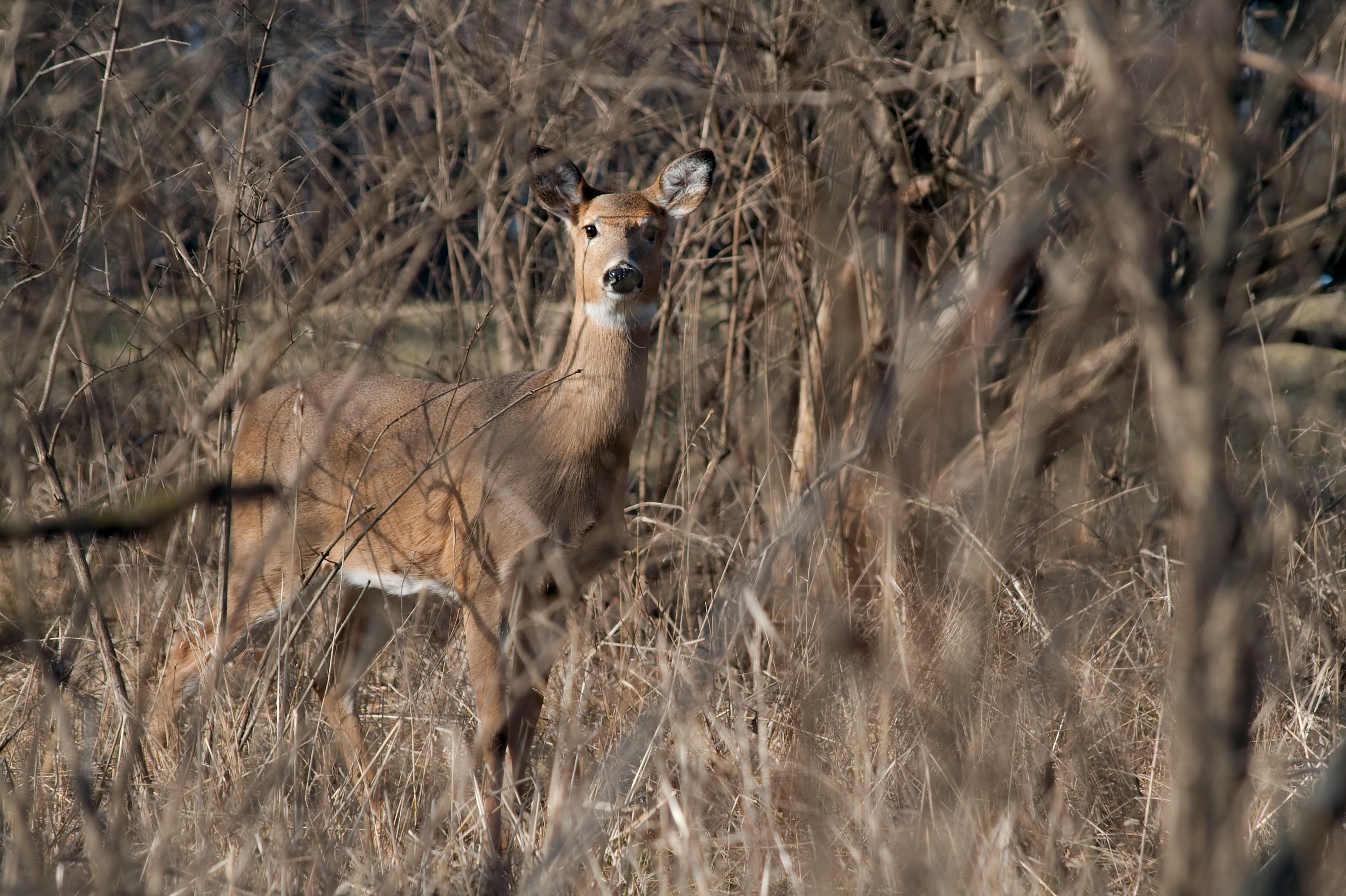Deer 3374