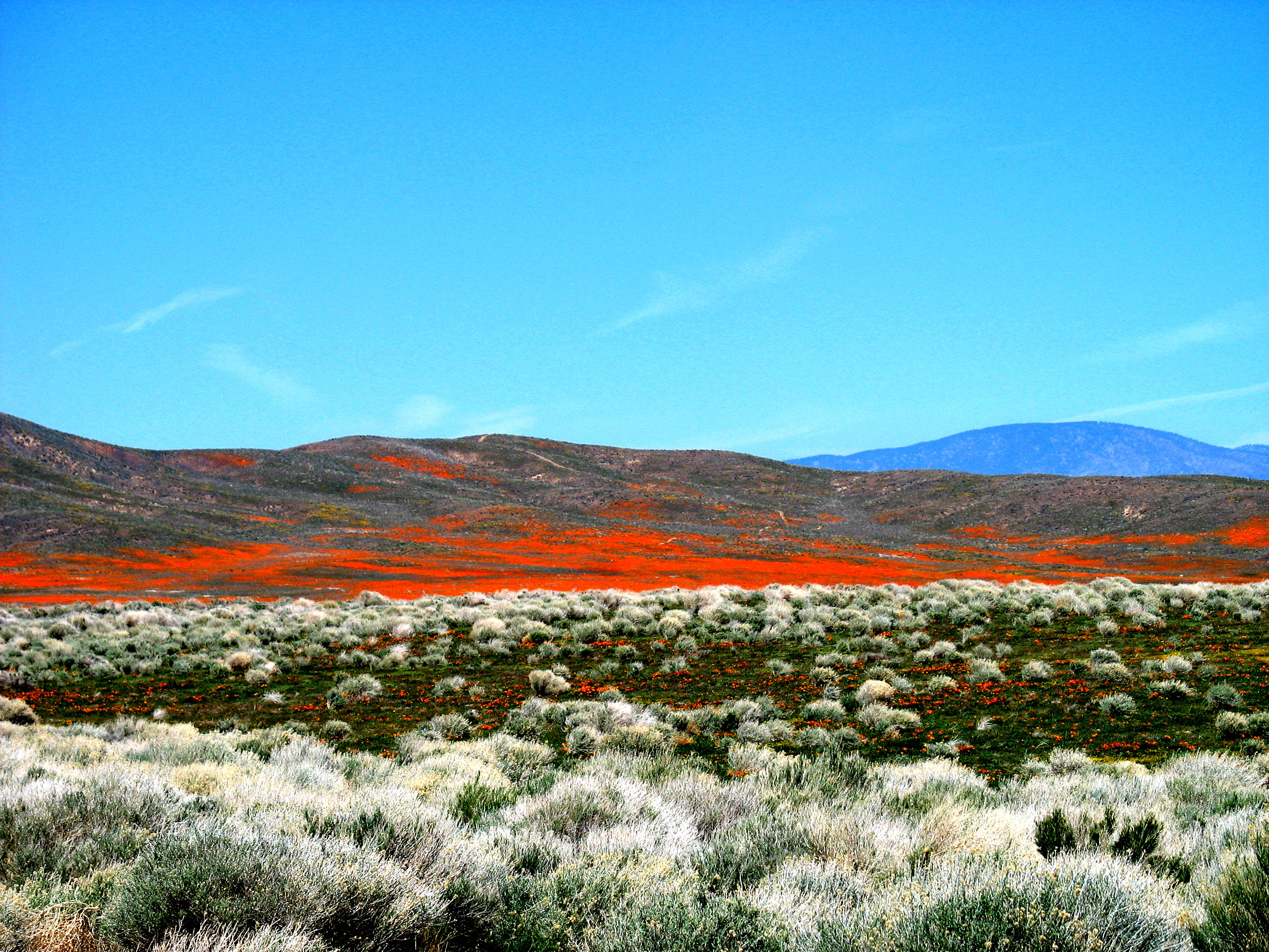 Desert Flowers (2371728015)