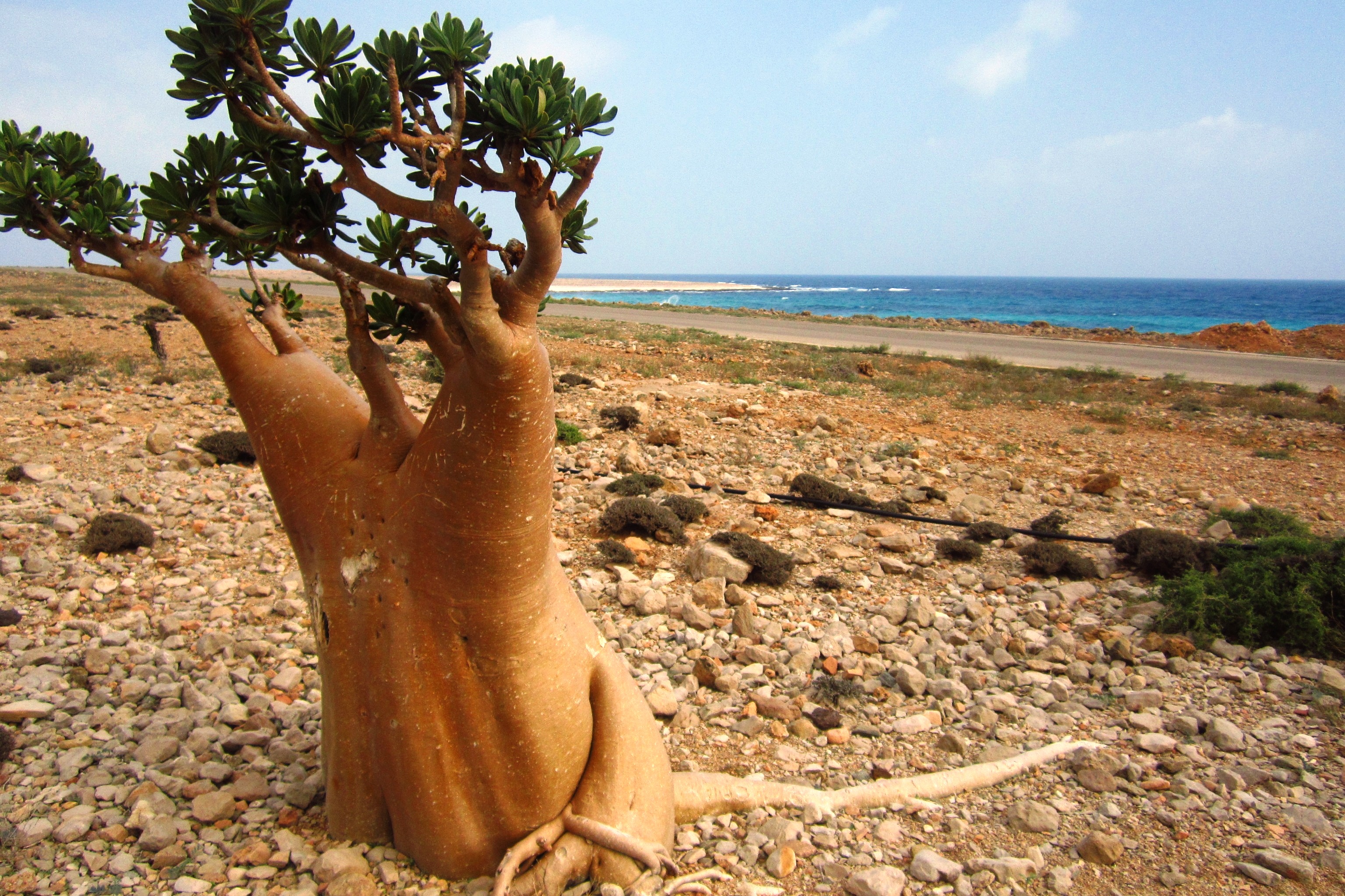 Desert rose (6408200759)