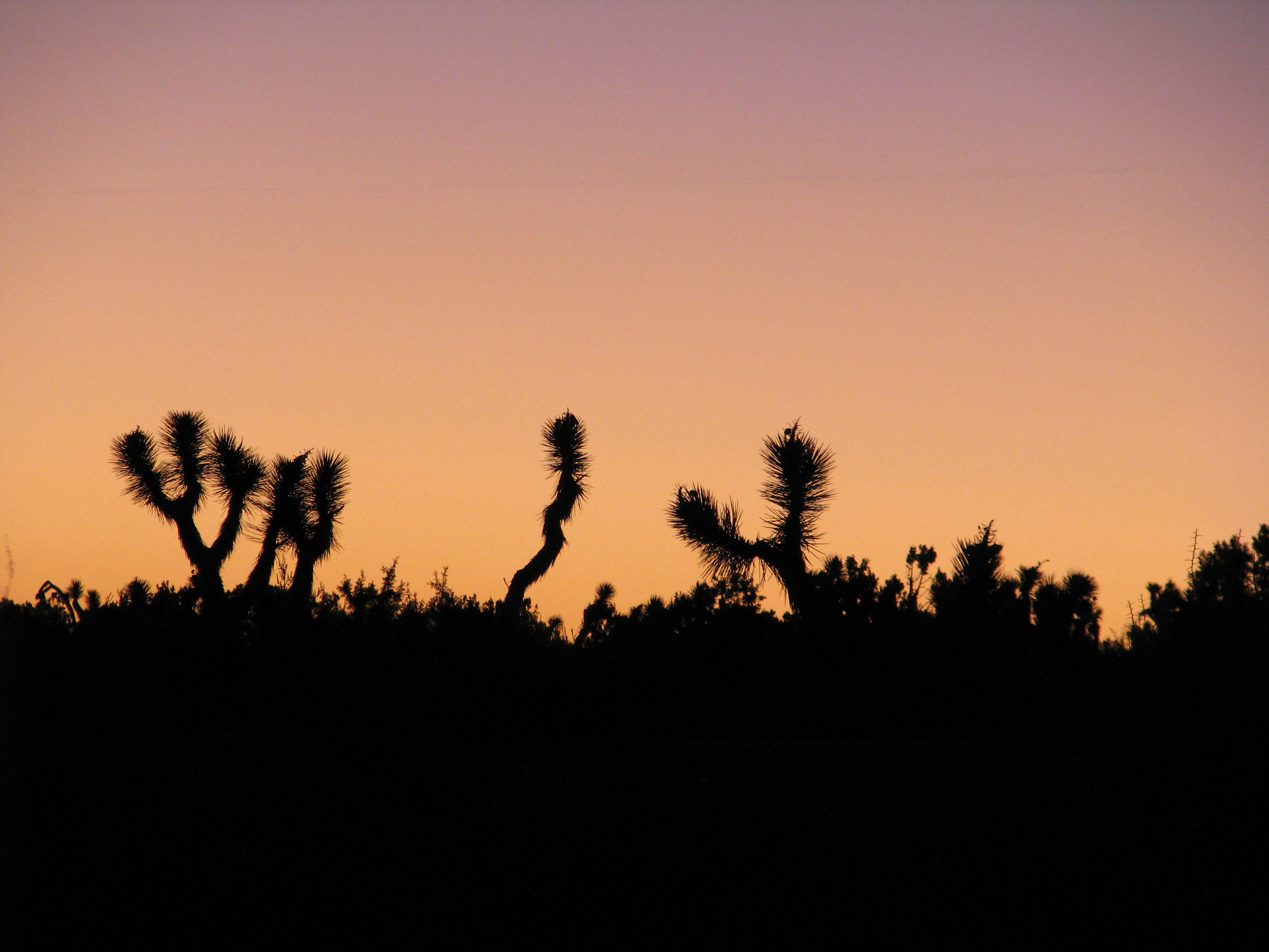 Desert Shadows (2972682542)